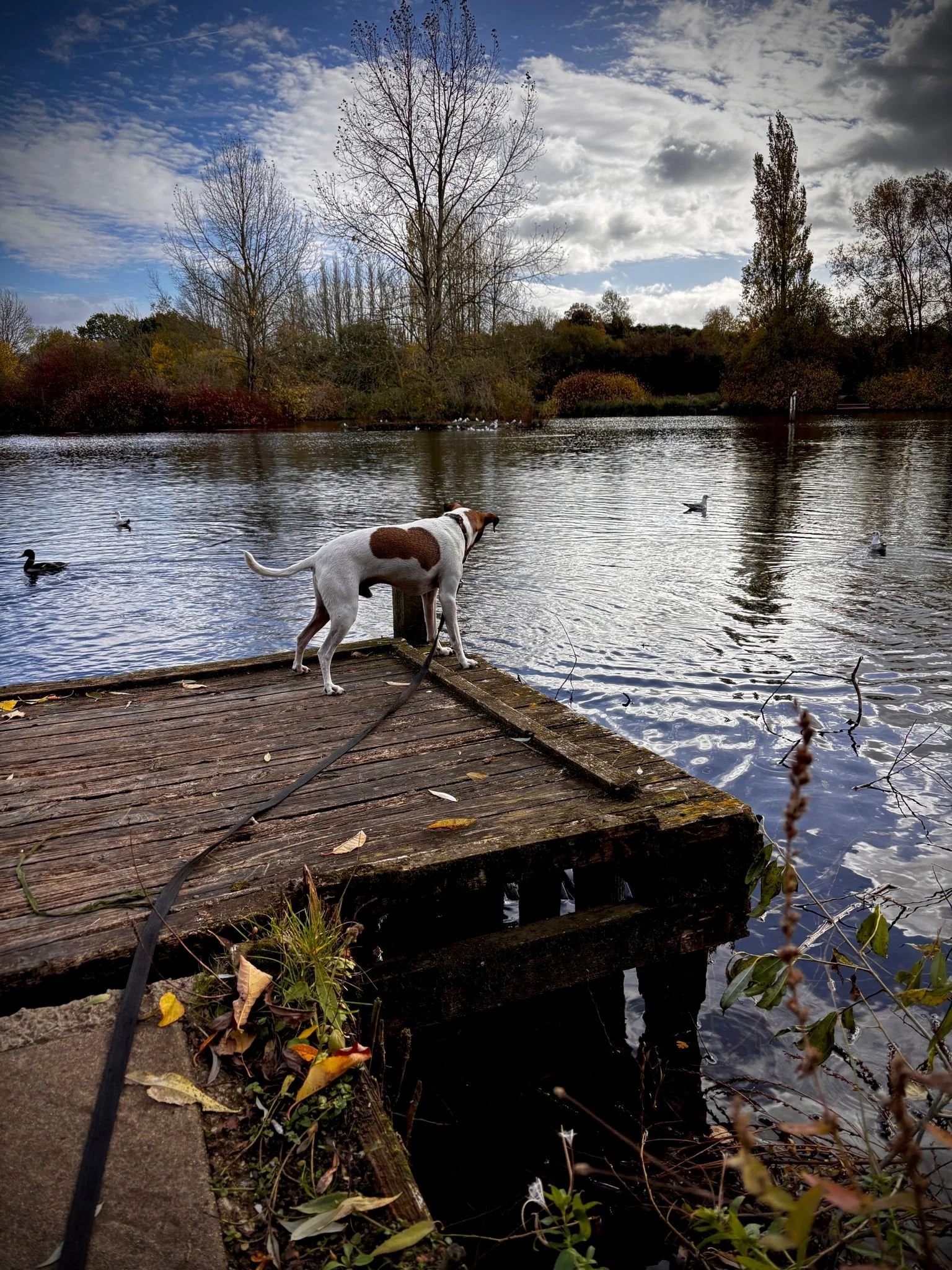 Dog on a wooden dock by a lake during fall, with trees in the background and ducks swimming in the water under a partly cloudy sky.