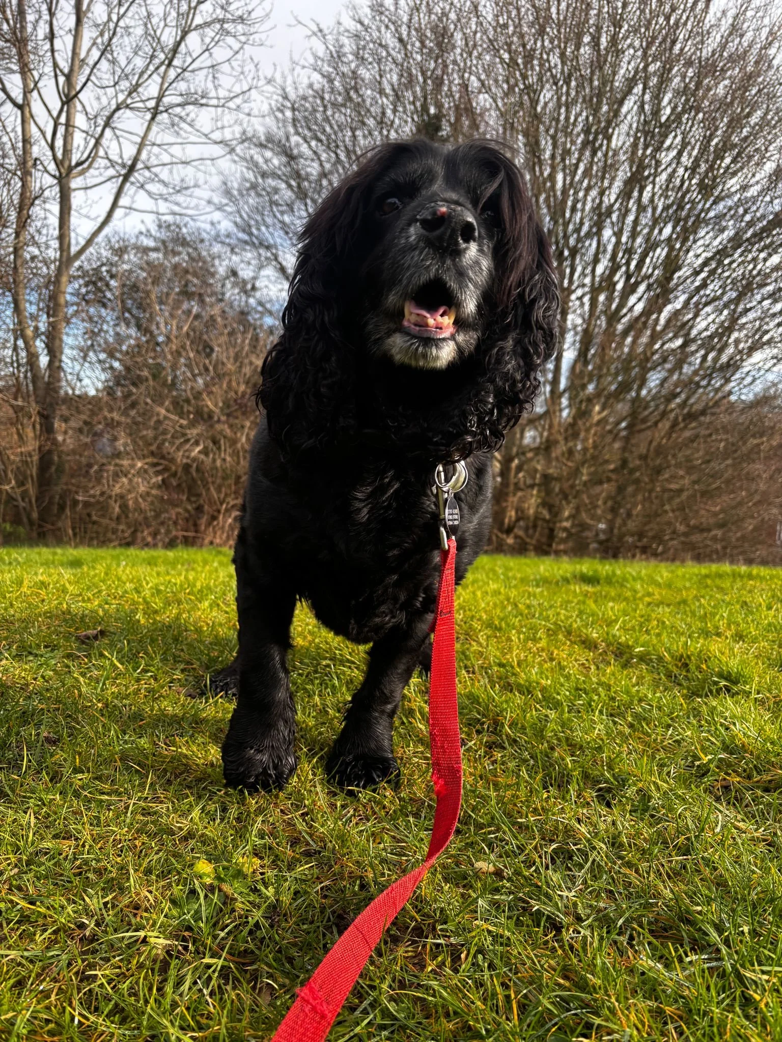 A black Cocker Spaniel dog standing on grass with trees in the background, wearing a red leash and looking at the camera.
