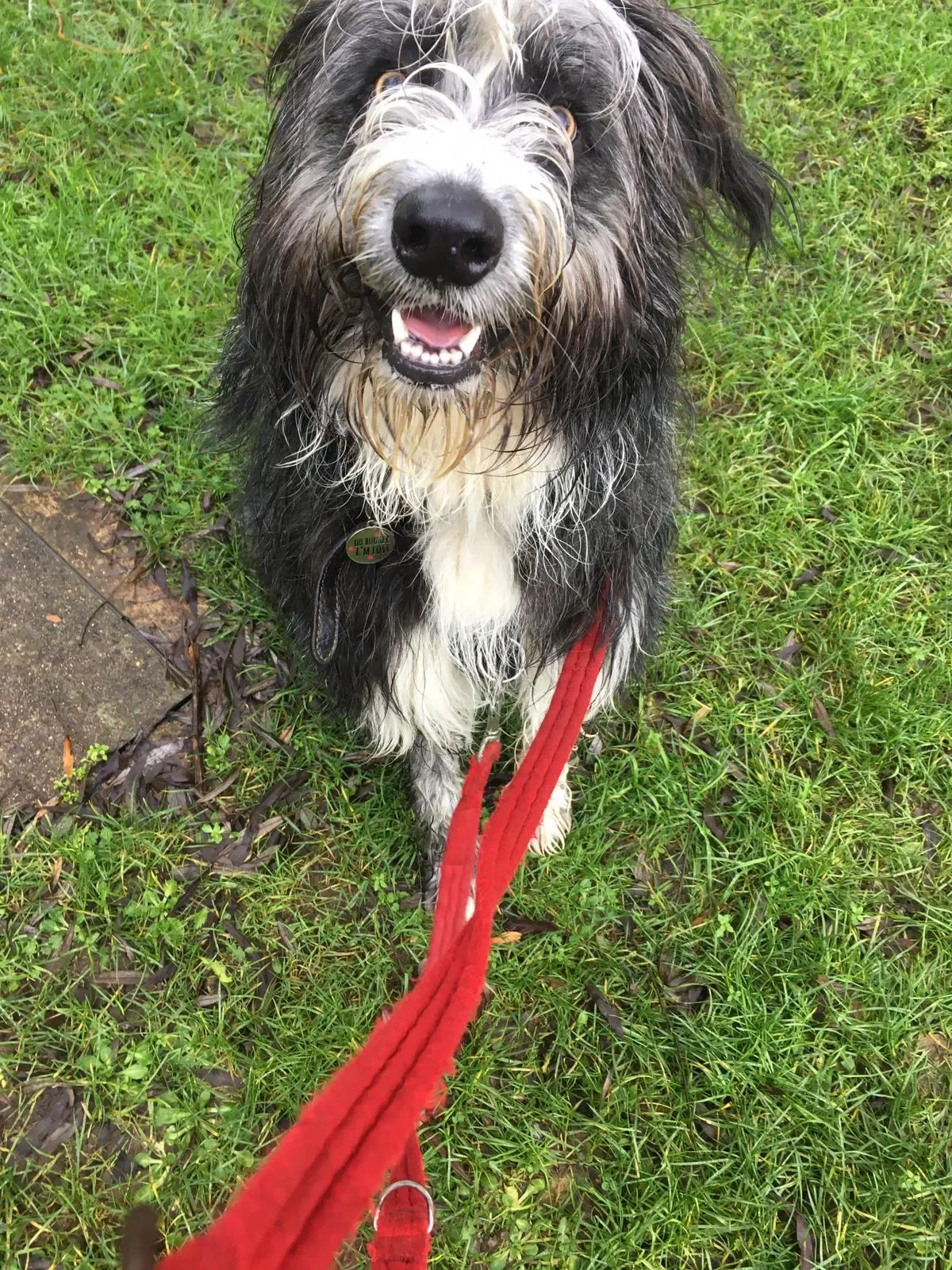 Wet, black and white dog with floppy ears, sitting on grass, looking up at the camera, with a red leash attached.