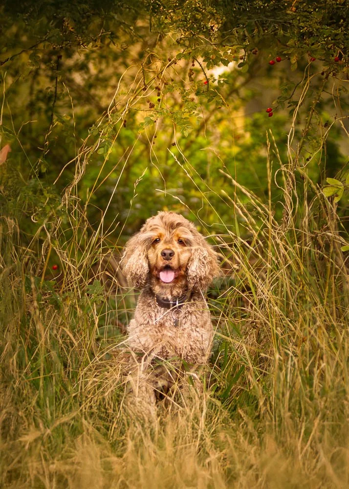 A happy dog standing in tall grass and surrounded by dense green foliage in a nature setting.