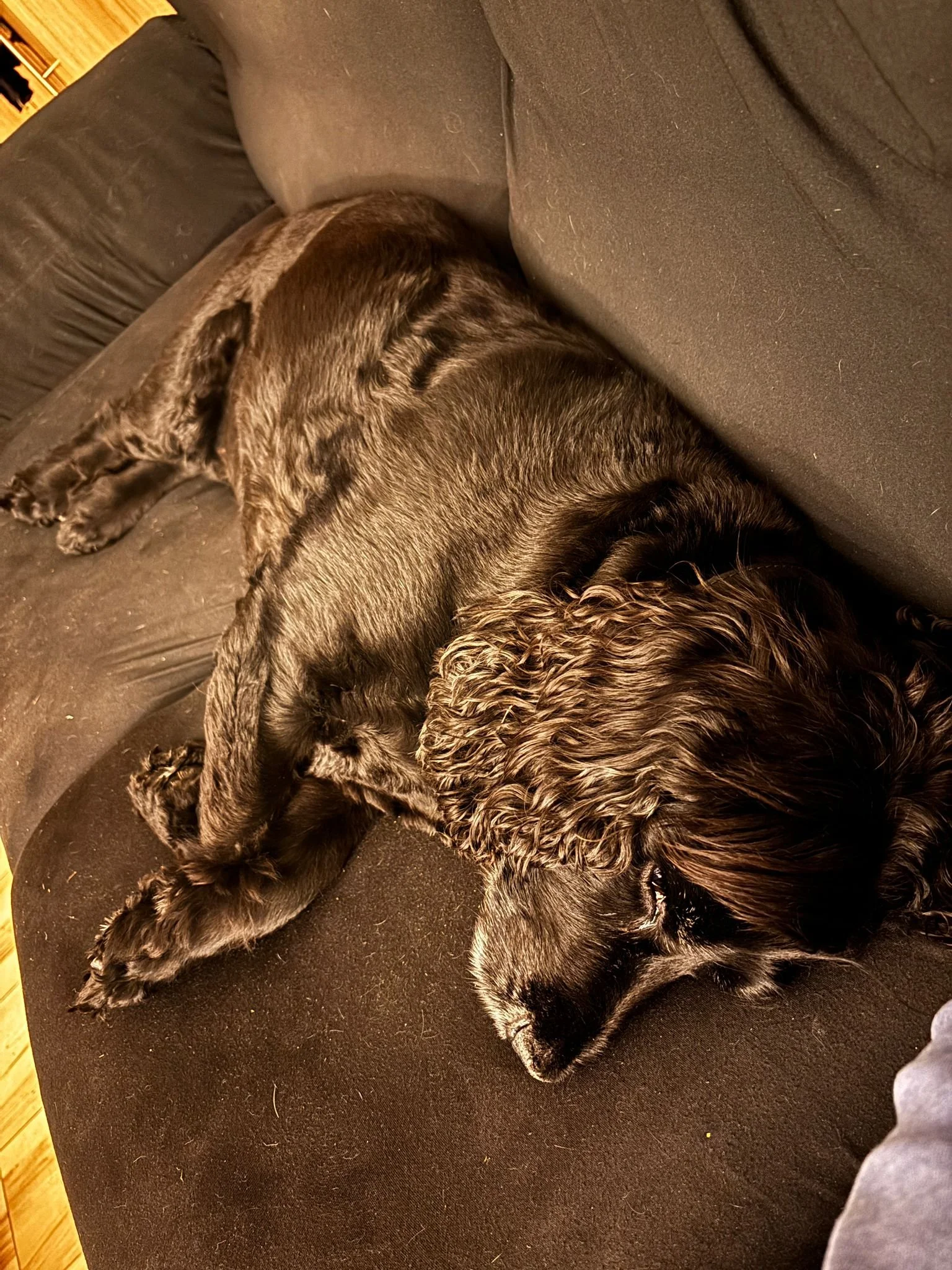 A black dog with curly fur sleeping on a dark couch.