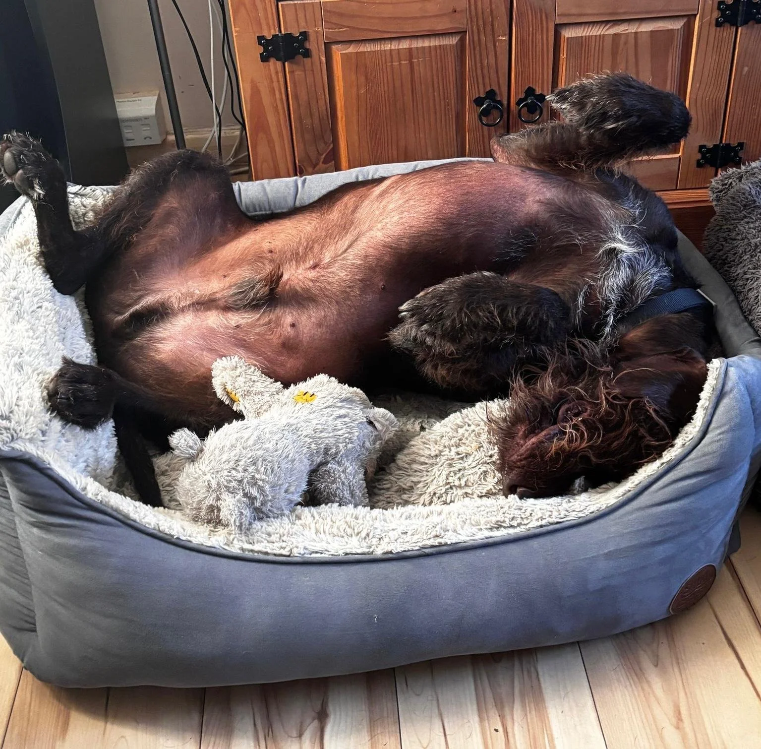 A brown and black dog sleeping on its back in a plush dog bed, surrounded by stuffed animals, with a wooden cabinet in the background.
