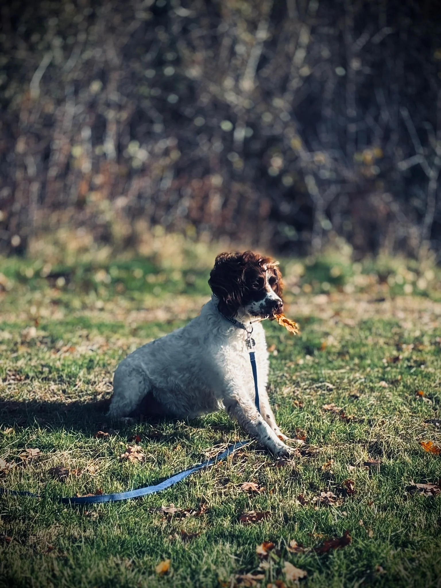 Dog sitting on grass with a leaf in its mouth, in a park or yard during daytime.