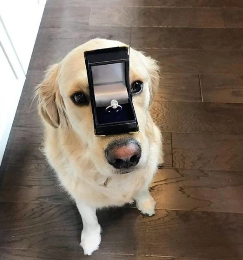 A golden retriever with a small black box on its face, containing a ring inside the box.