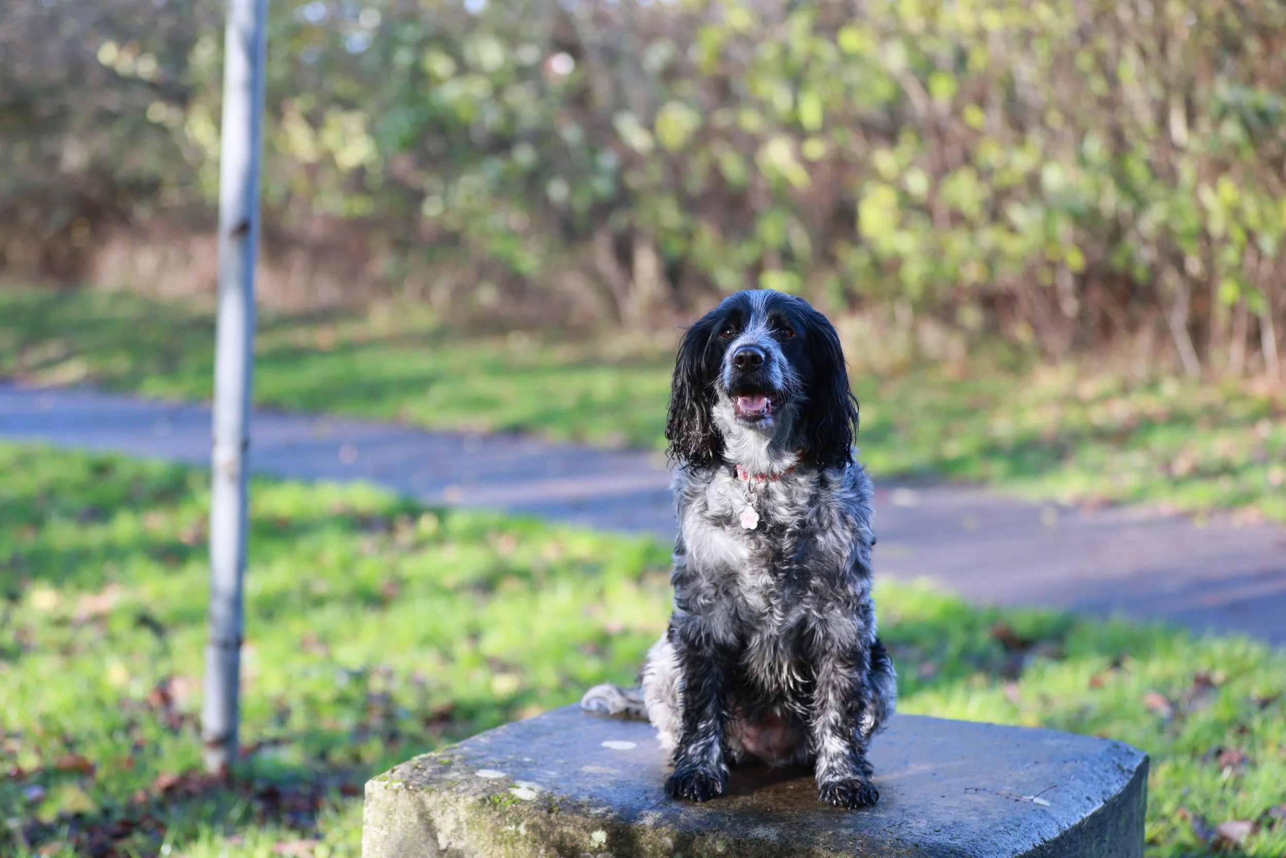 A dog with curly black and white fur sitting on a stone in a park with green grass and trees in the background.