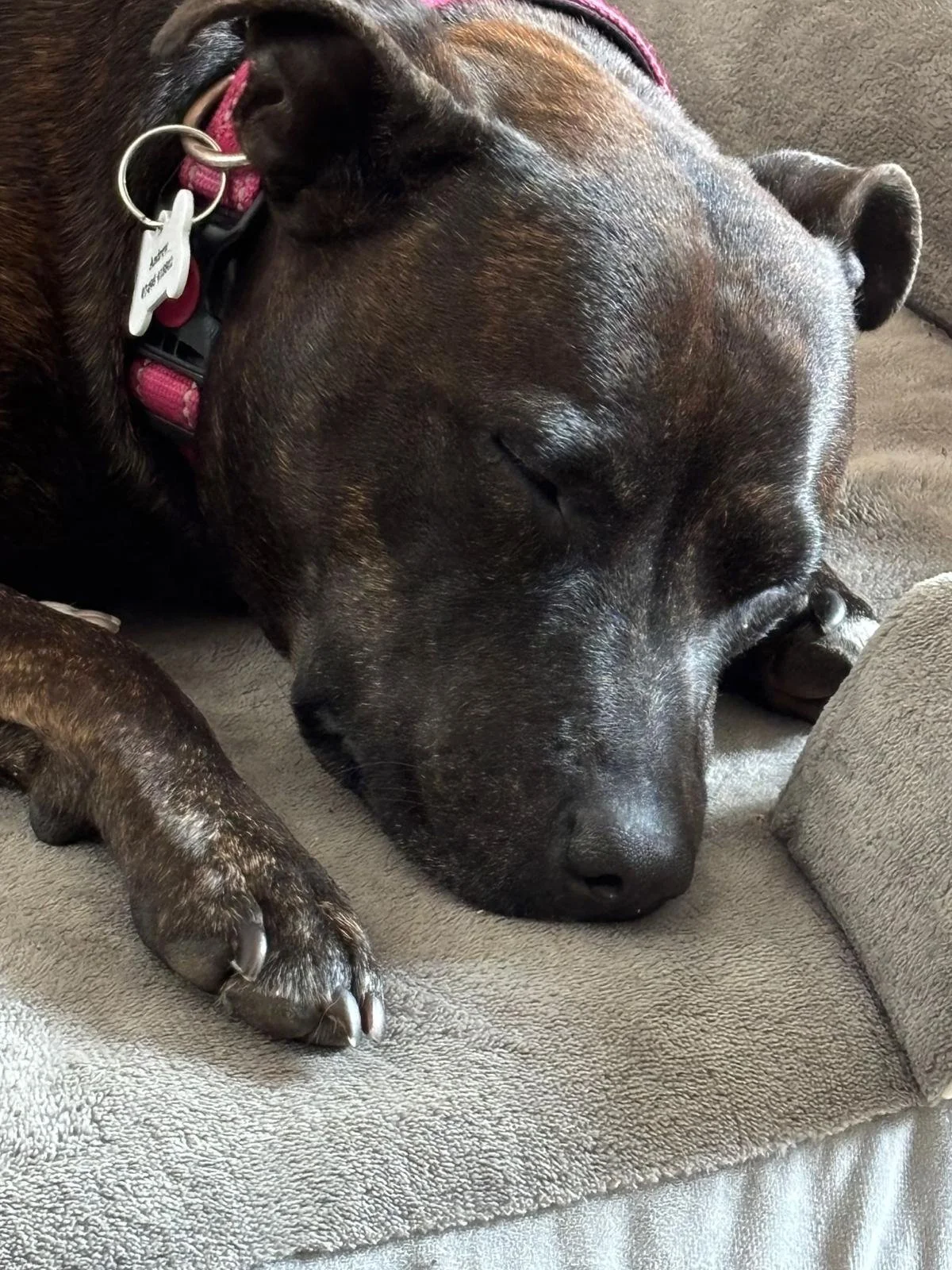 A close-up of a sleeping dog with a dark coat, lying on a gray cushioned surface.