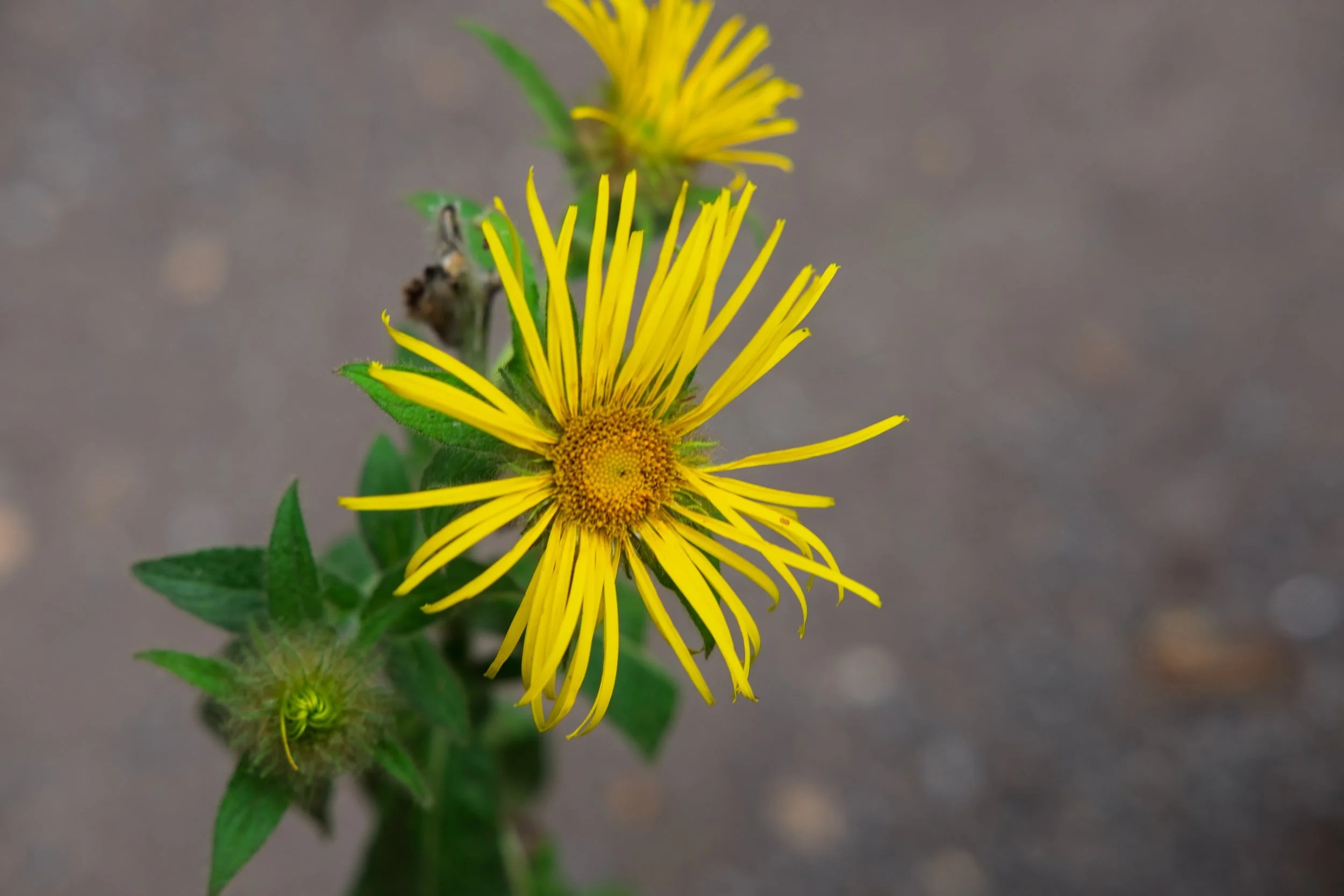 Close-up of a yellow wildflower with long, thin petals and green leaves, on a gray background.