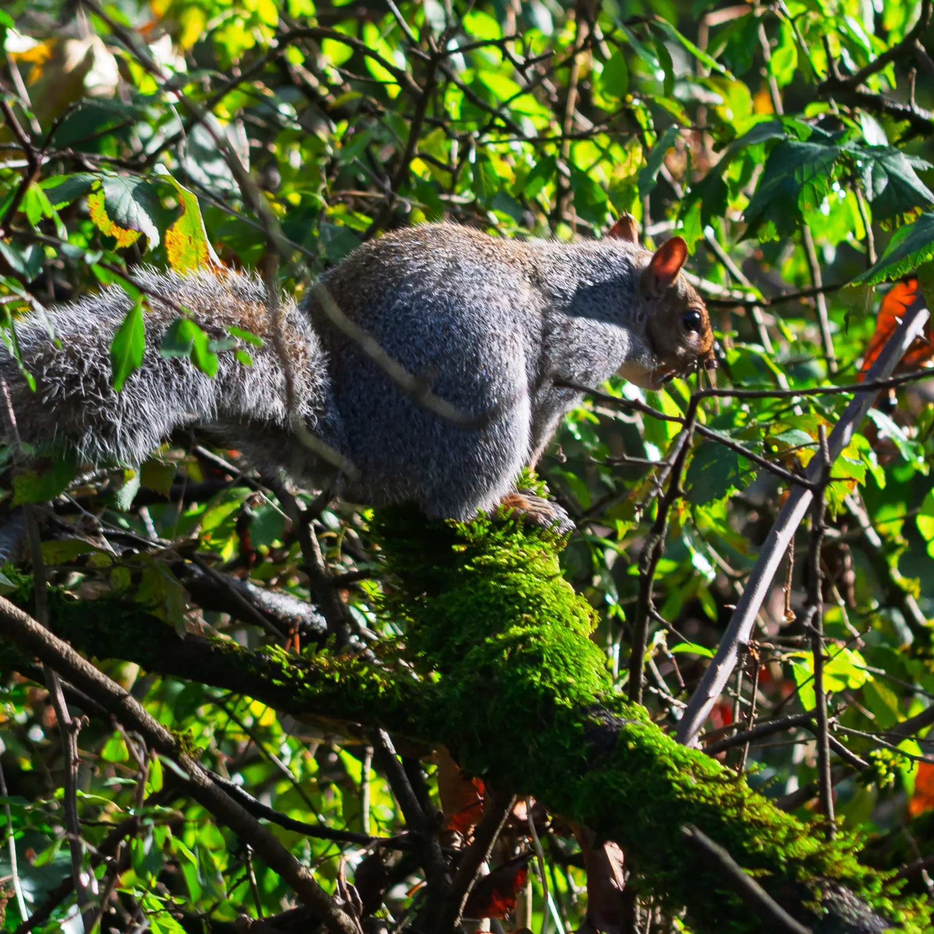A squirrel on a moss-covered branch surrounded by dense green foliage.