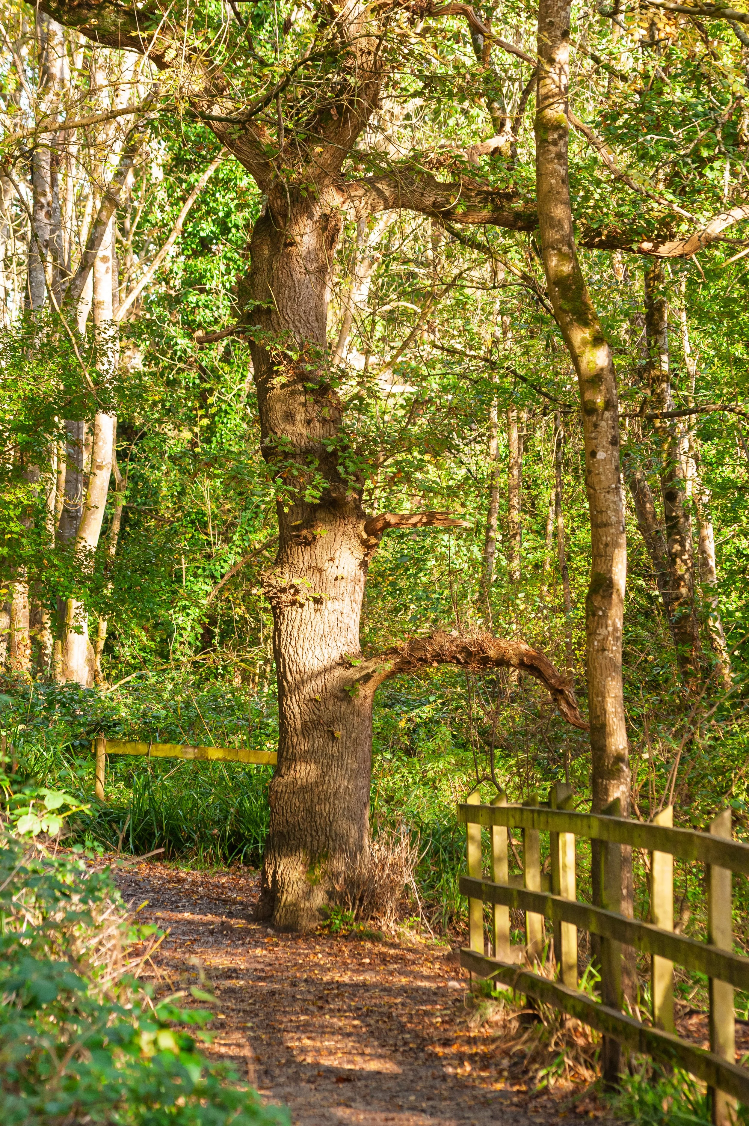A dirt path winding through a leafy forest with trees and green foliage, bordered by a wooden fence on the right.