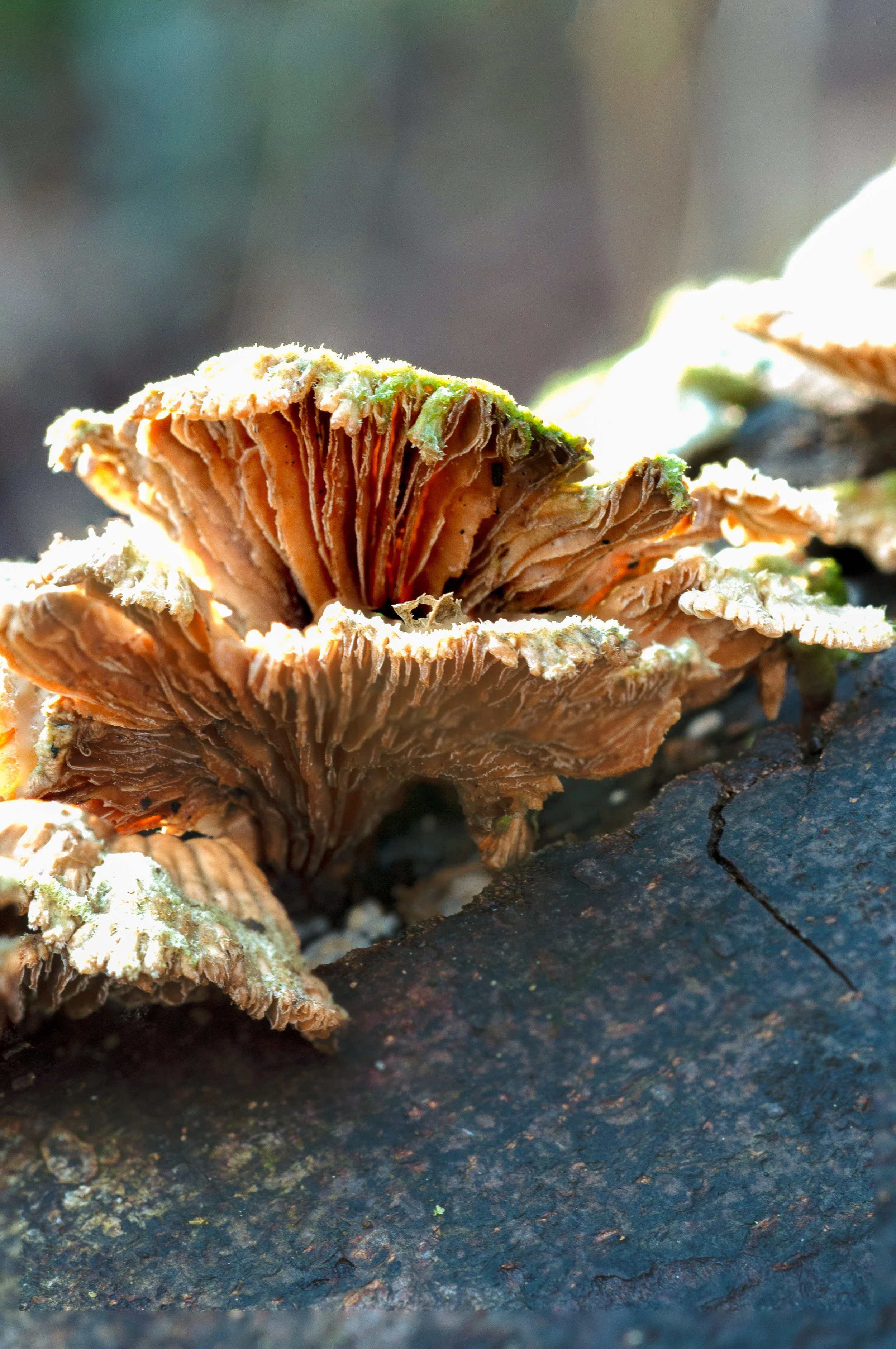 fan-shaped mushrooms with ruffled edges g.jpg