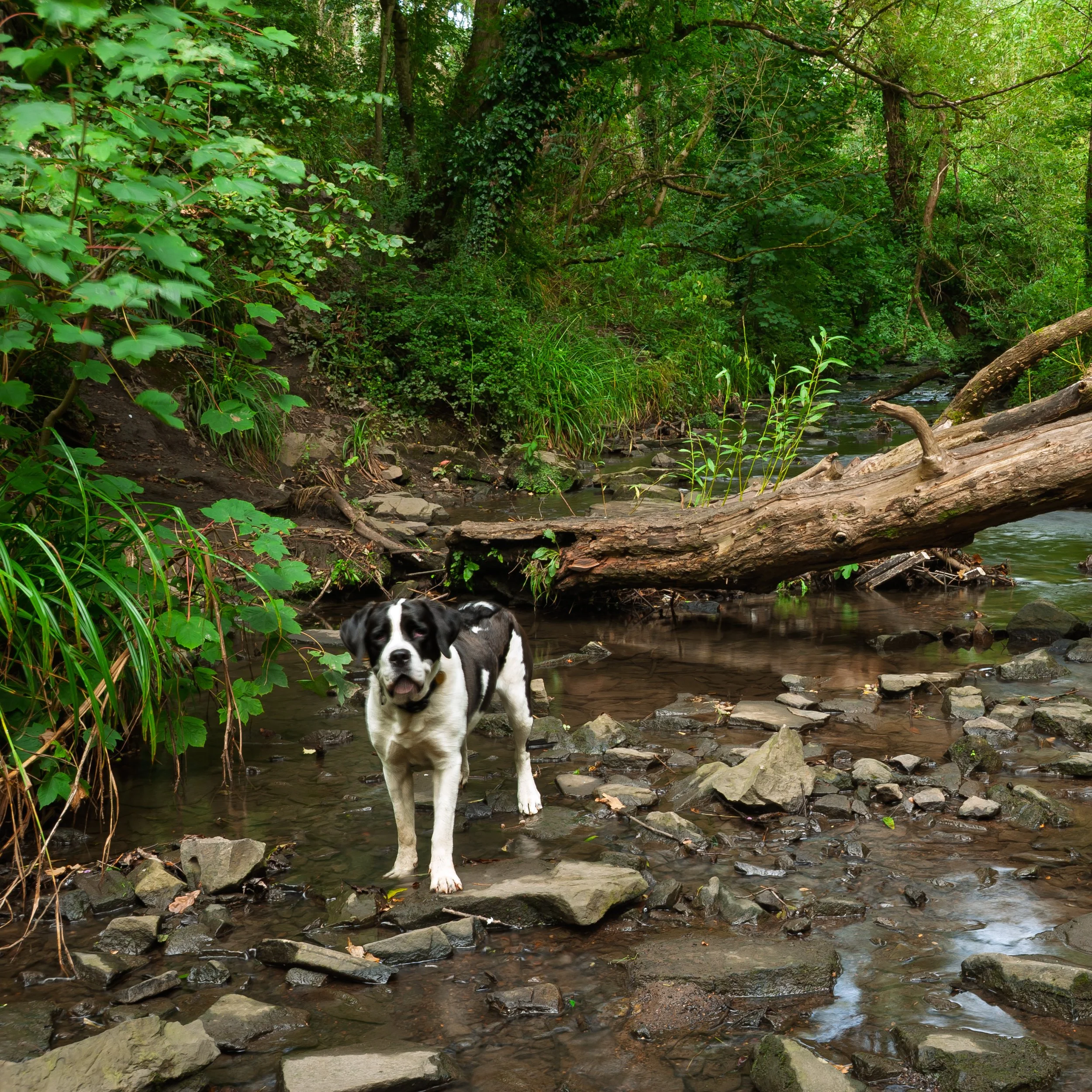 A black and white dog standing in a shallow creek surrounded by green foliage and trees.