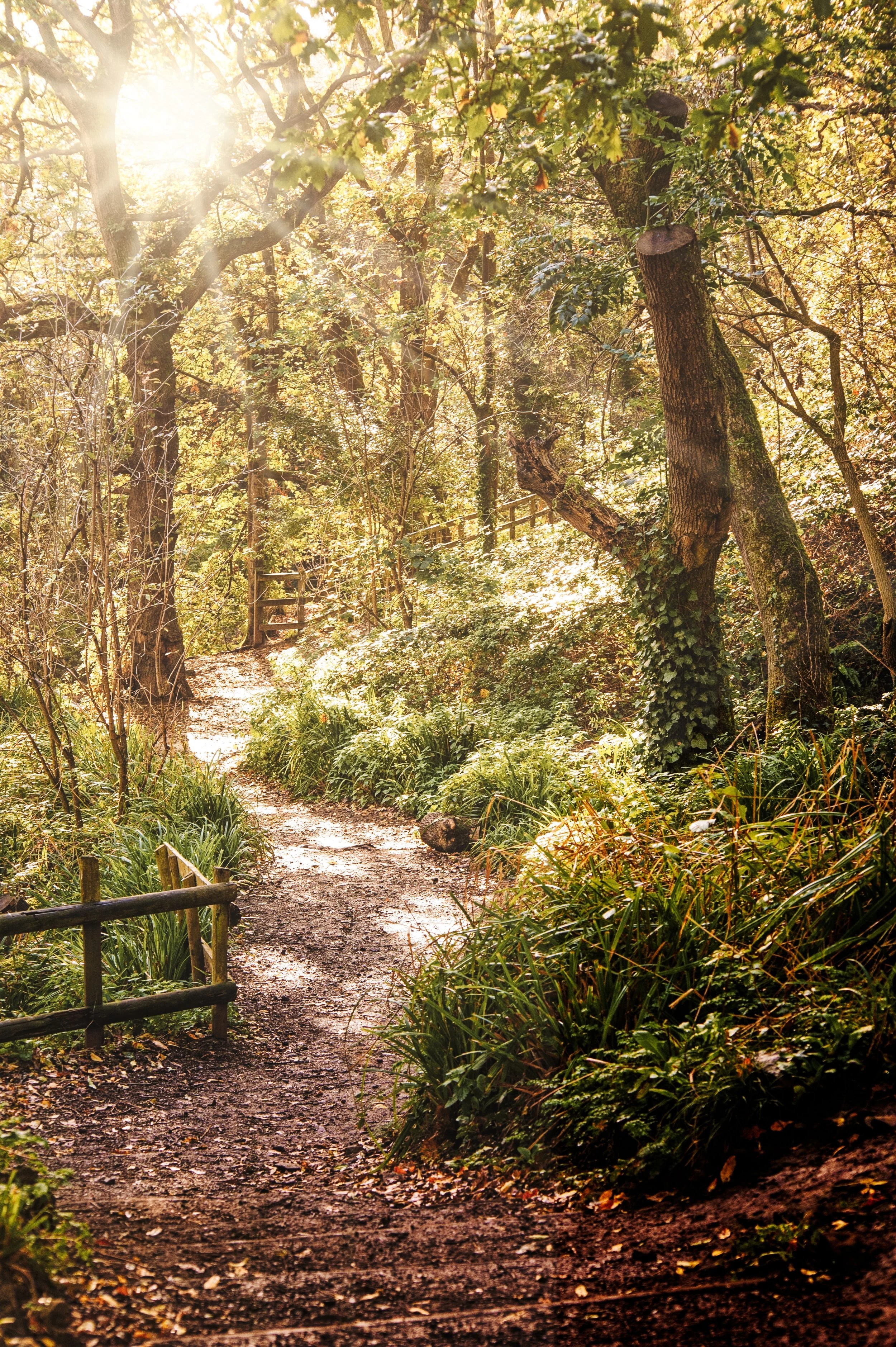 Sunlight filters through a forest with a dirt path winding through trees and lush green foliage.