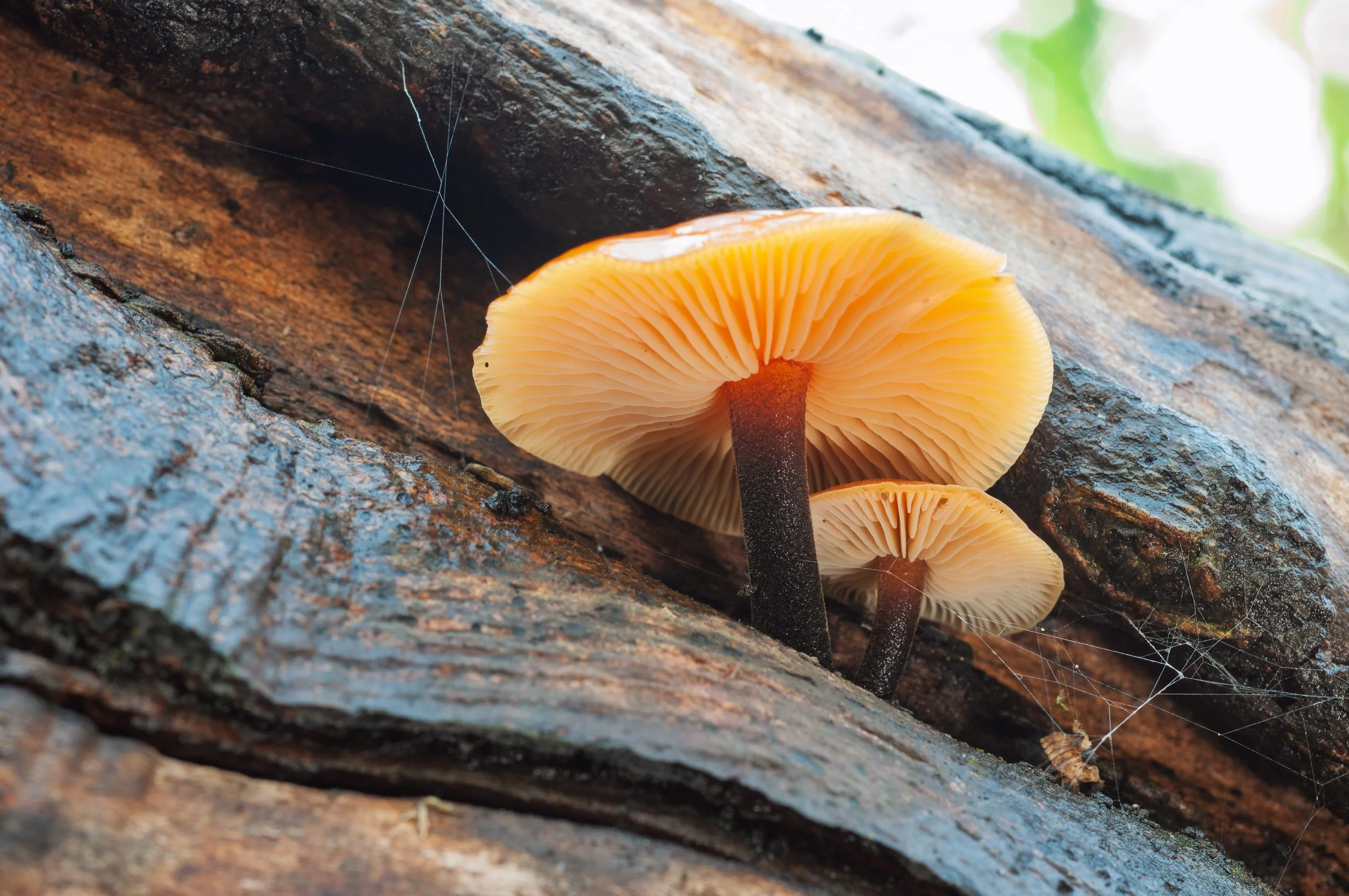 Two orange mushrooms grow on a wet, dark log.jpg