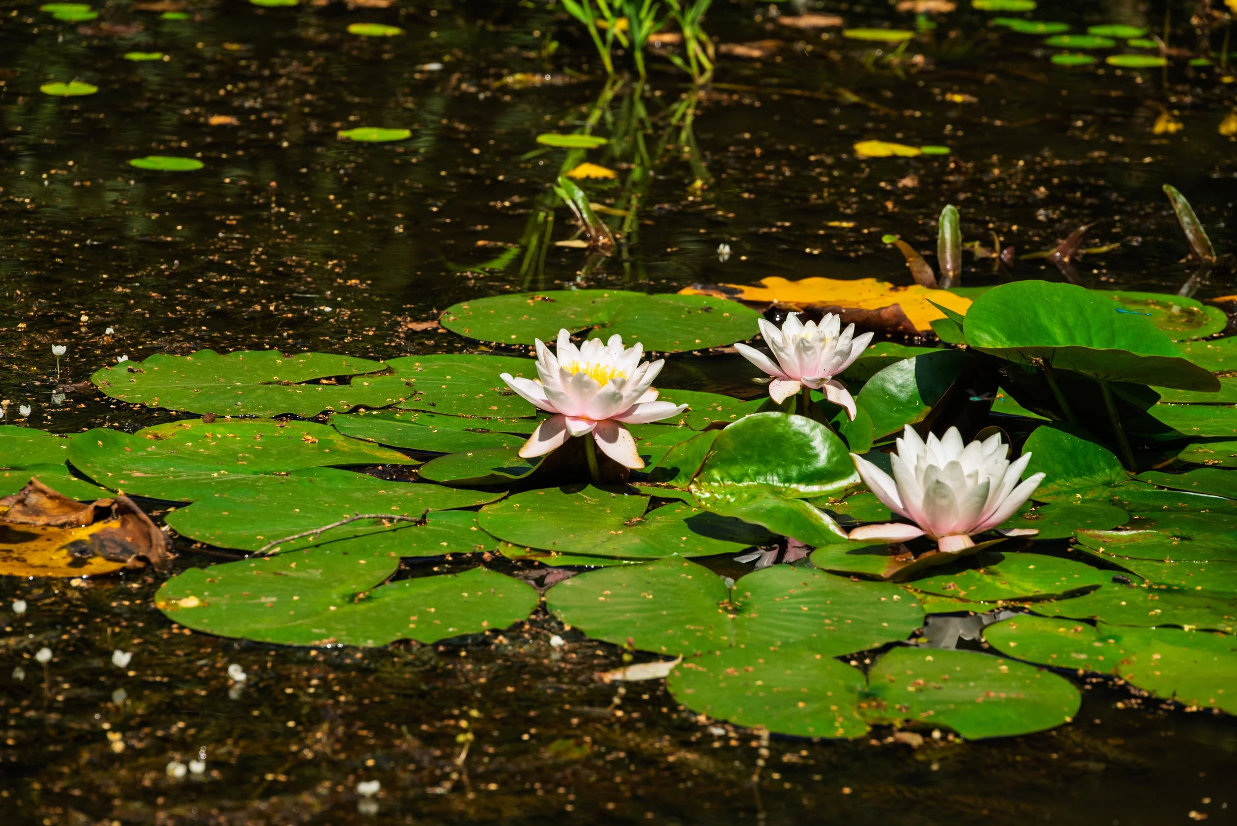 Water lilies with white petals and yellow centers floating on a pond with green lily pads and dark water.
