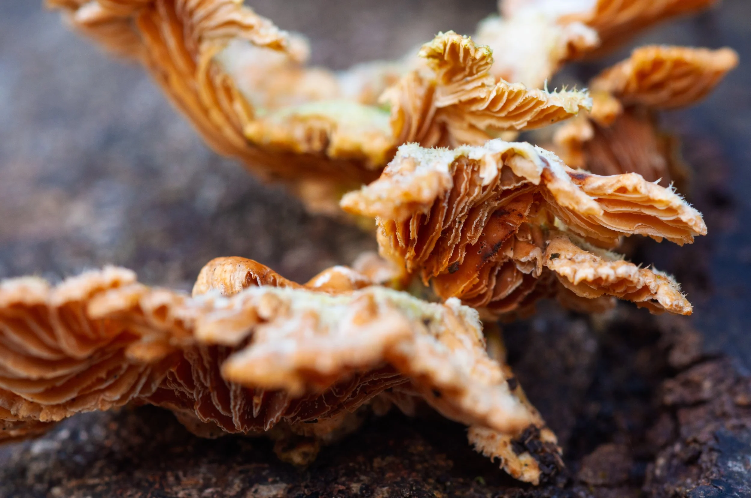A close-up shot of delicate, layered, tan-colored mushrooms .jpg