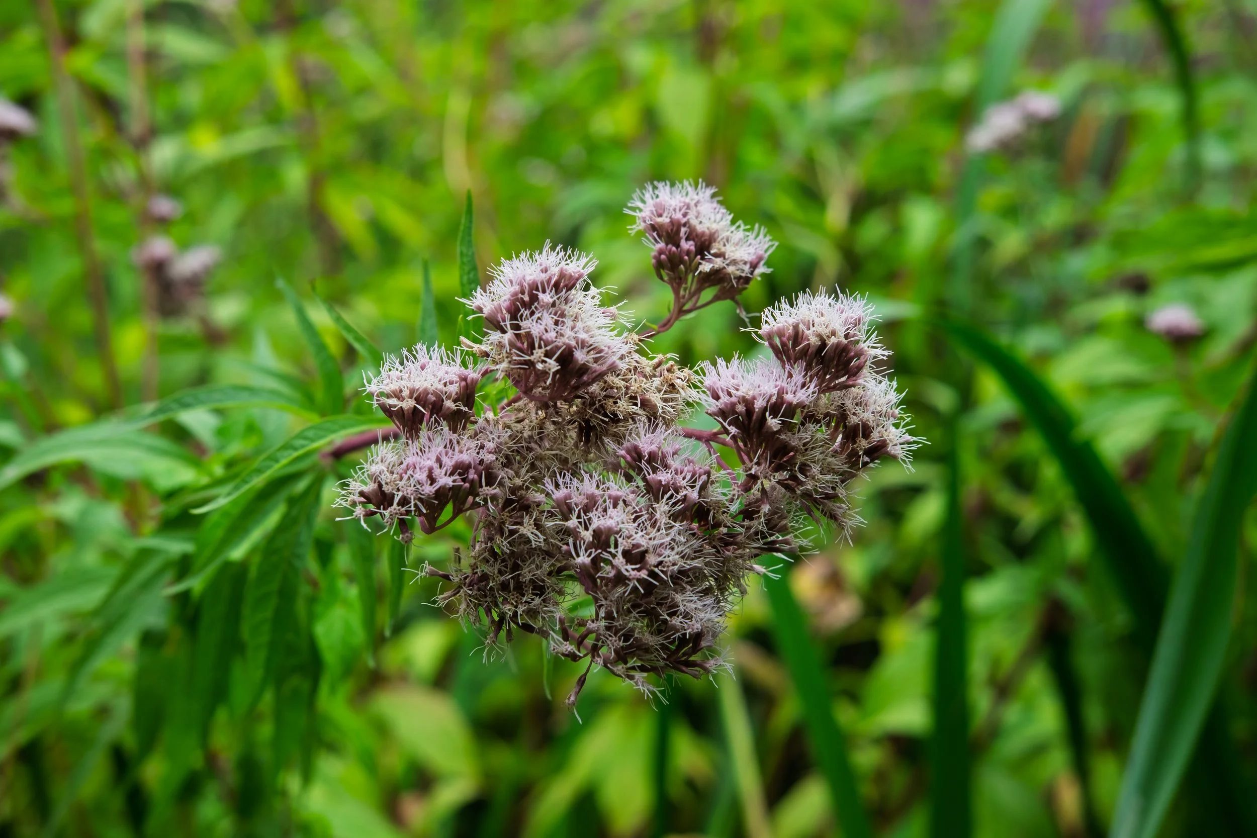 Close-up of a cluster of pinkish-purple flowers with white, thread-like stamens, surrounded by green grass and foliage.