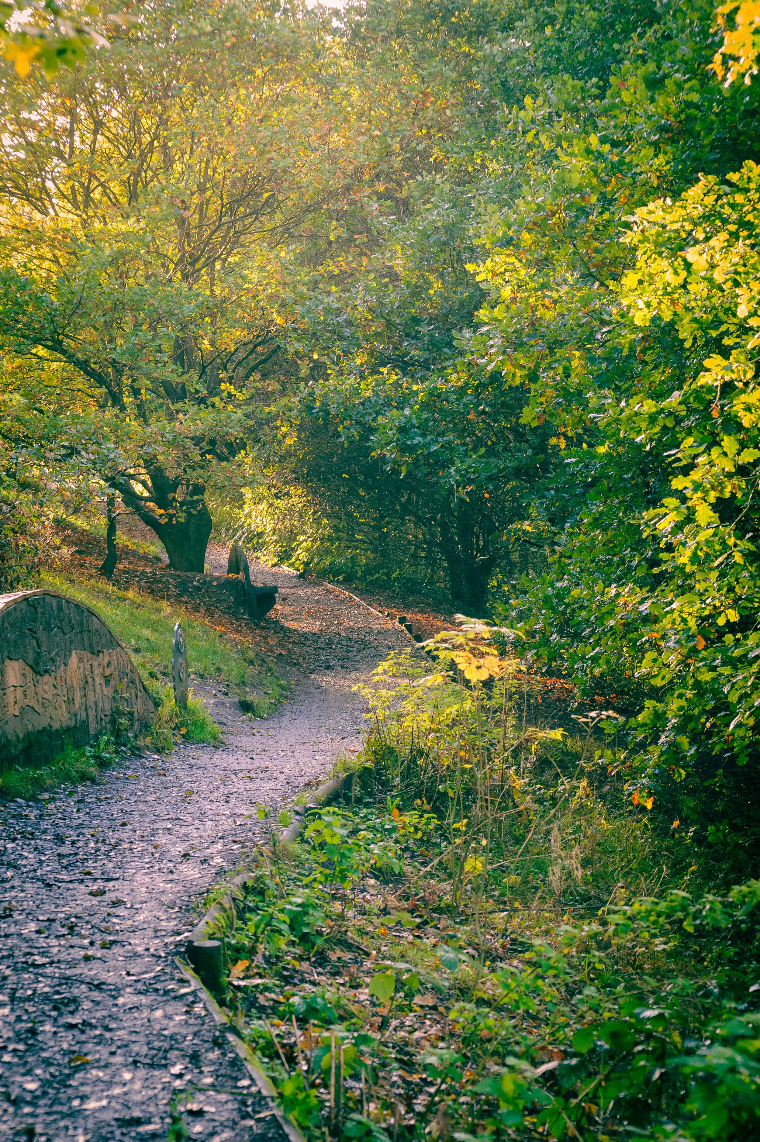 A sunlit forest path with trees and green foliage on both sides, a bench along the trail, and benches in the background.
