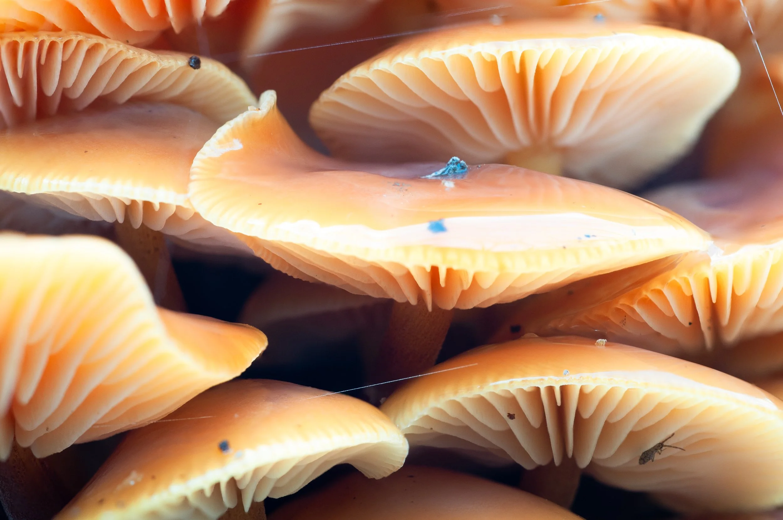 enoki mushrooms with delicate gills .jpg
