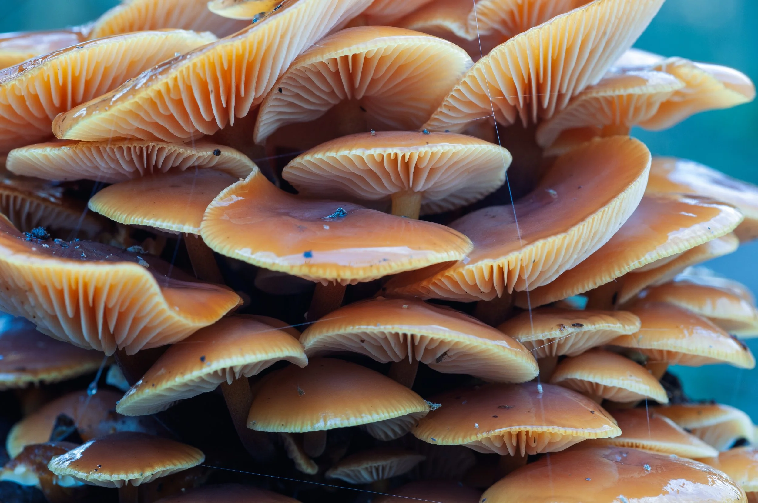 A cluster of enoki mushrooms.jpg
