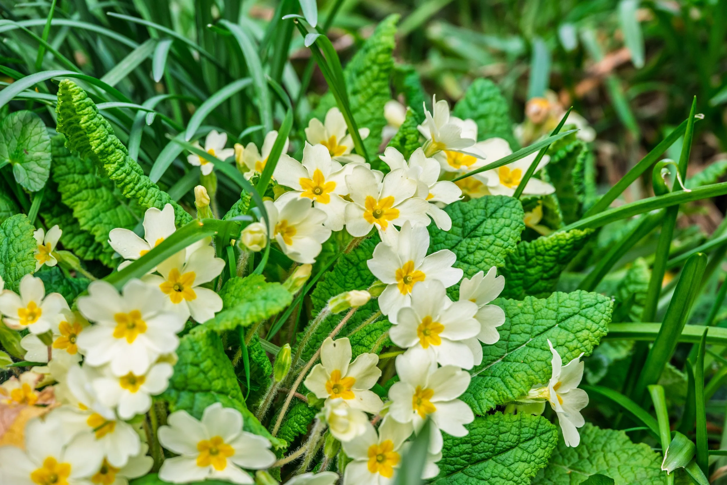 Close-up of white flowers with yellow centers surrounded by green leaves and grass.