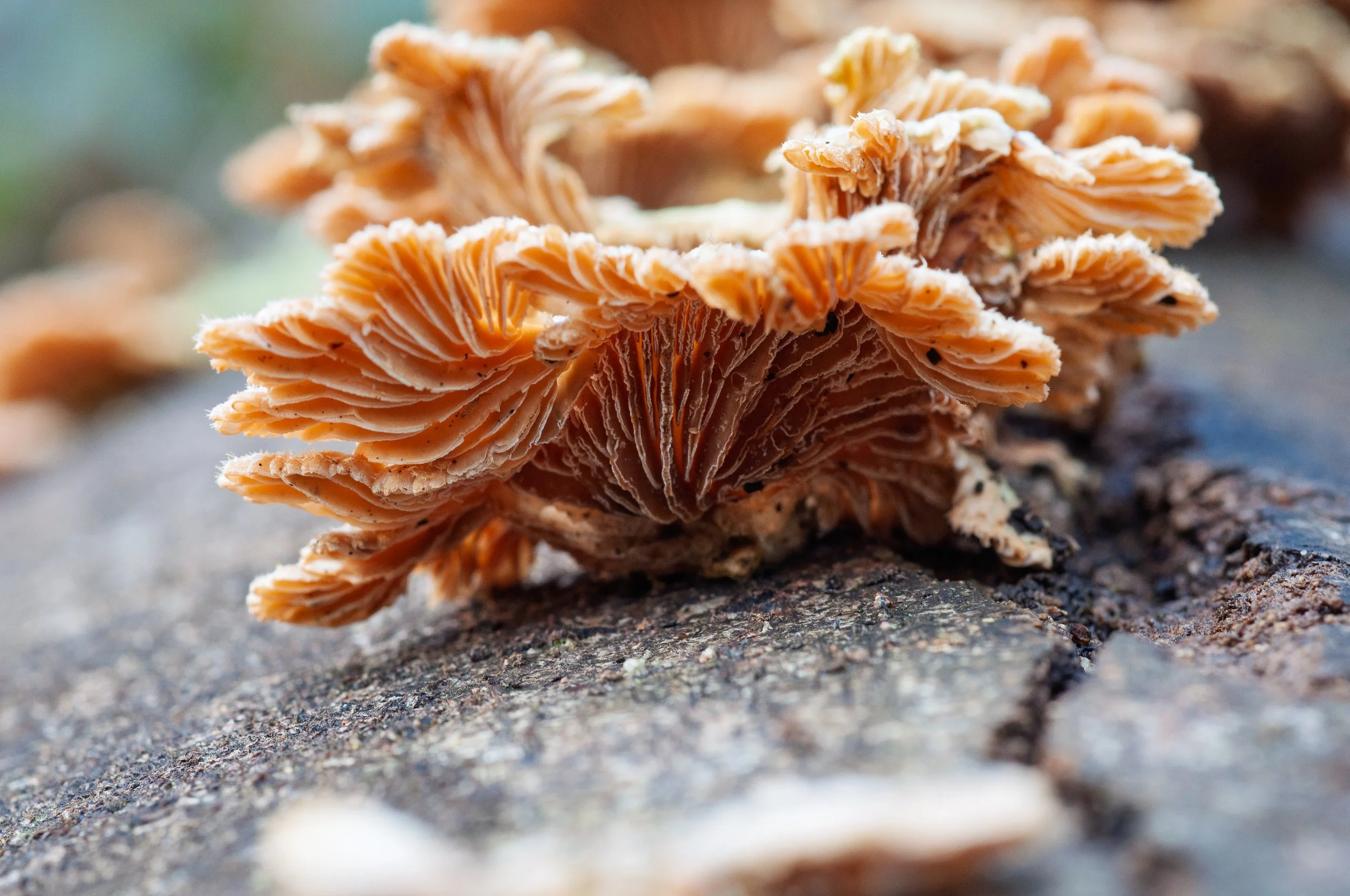 A close-up shot of delicate, orange-brown shelf fungi .jpg