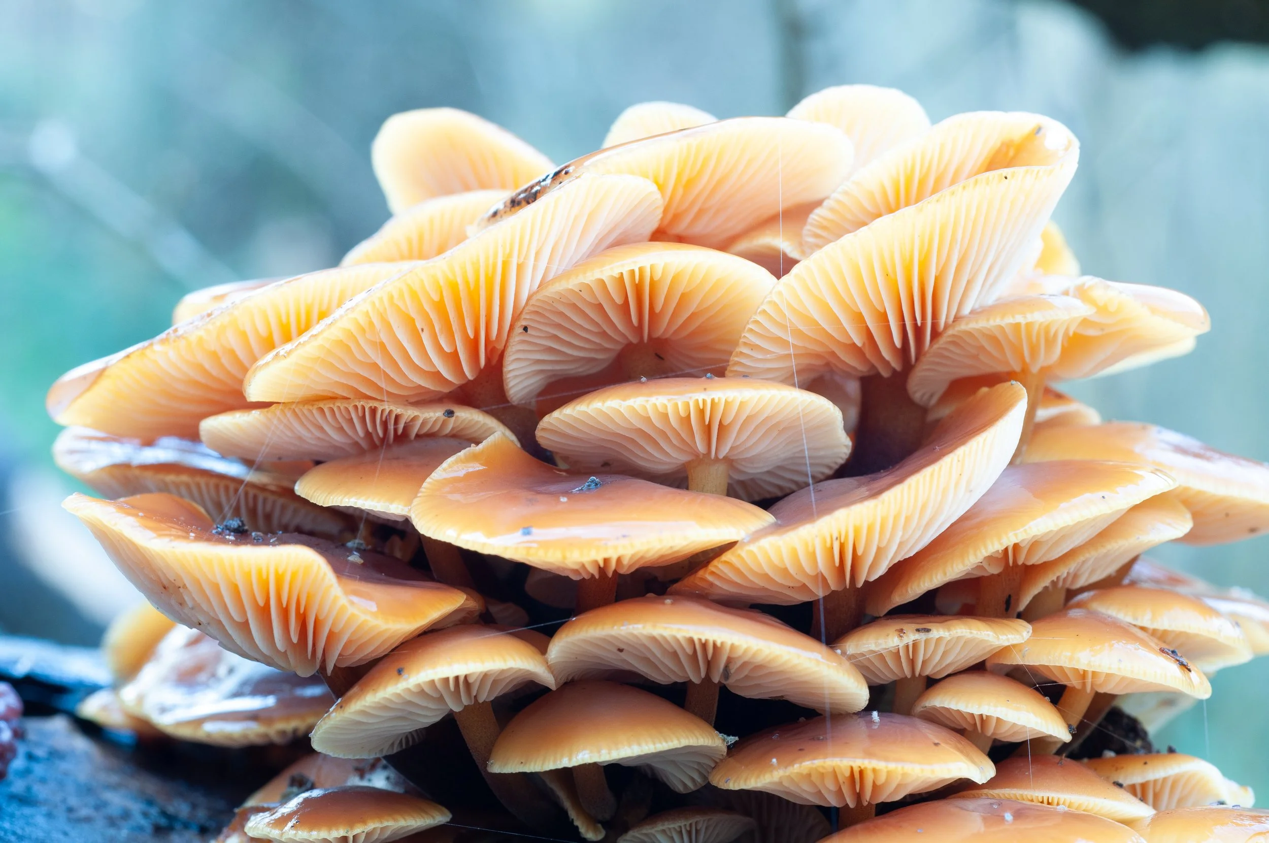 A cluster of enoki mushrooms grows on a log,.jpg