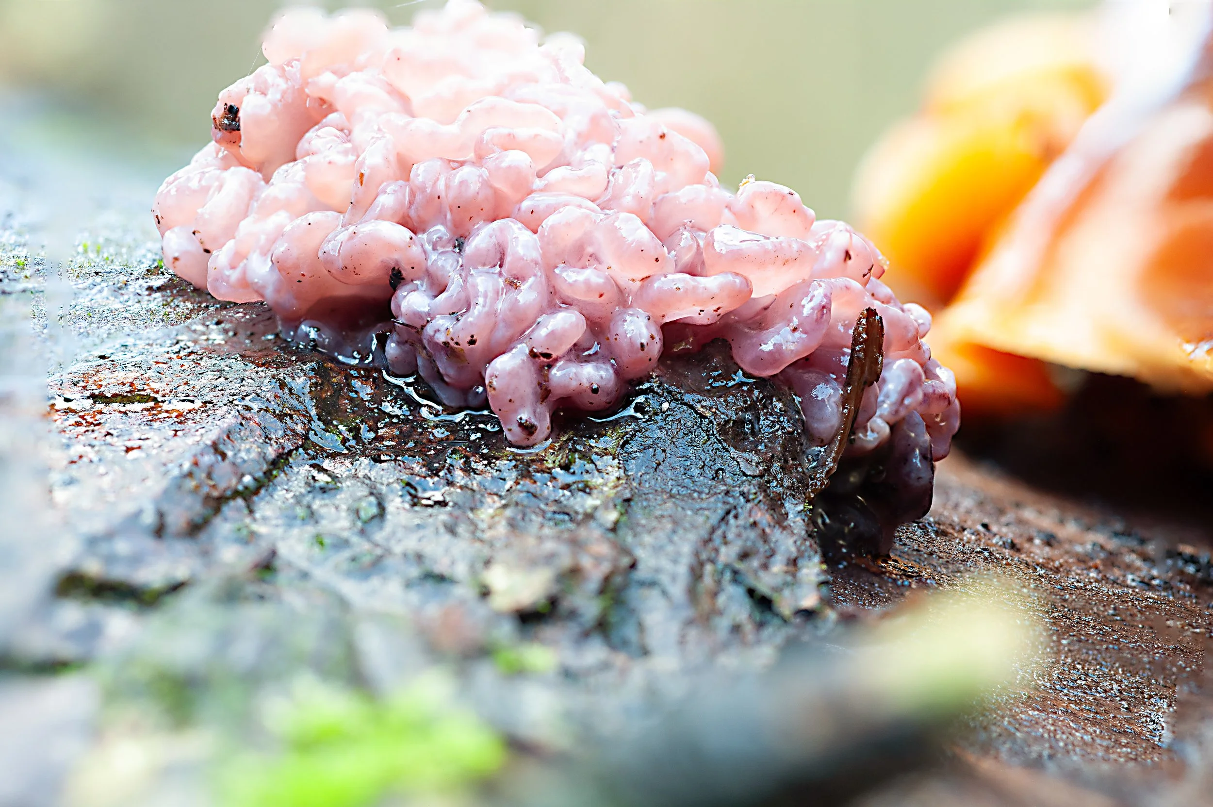 A close-up of a pink, gelatinous fungus.jpg