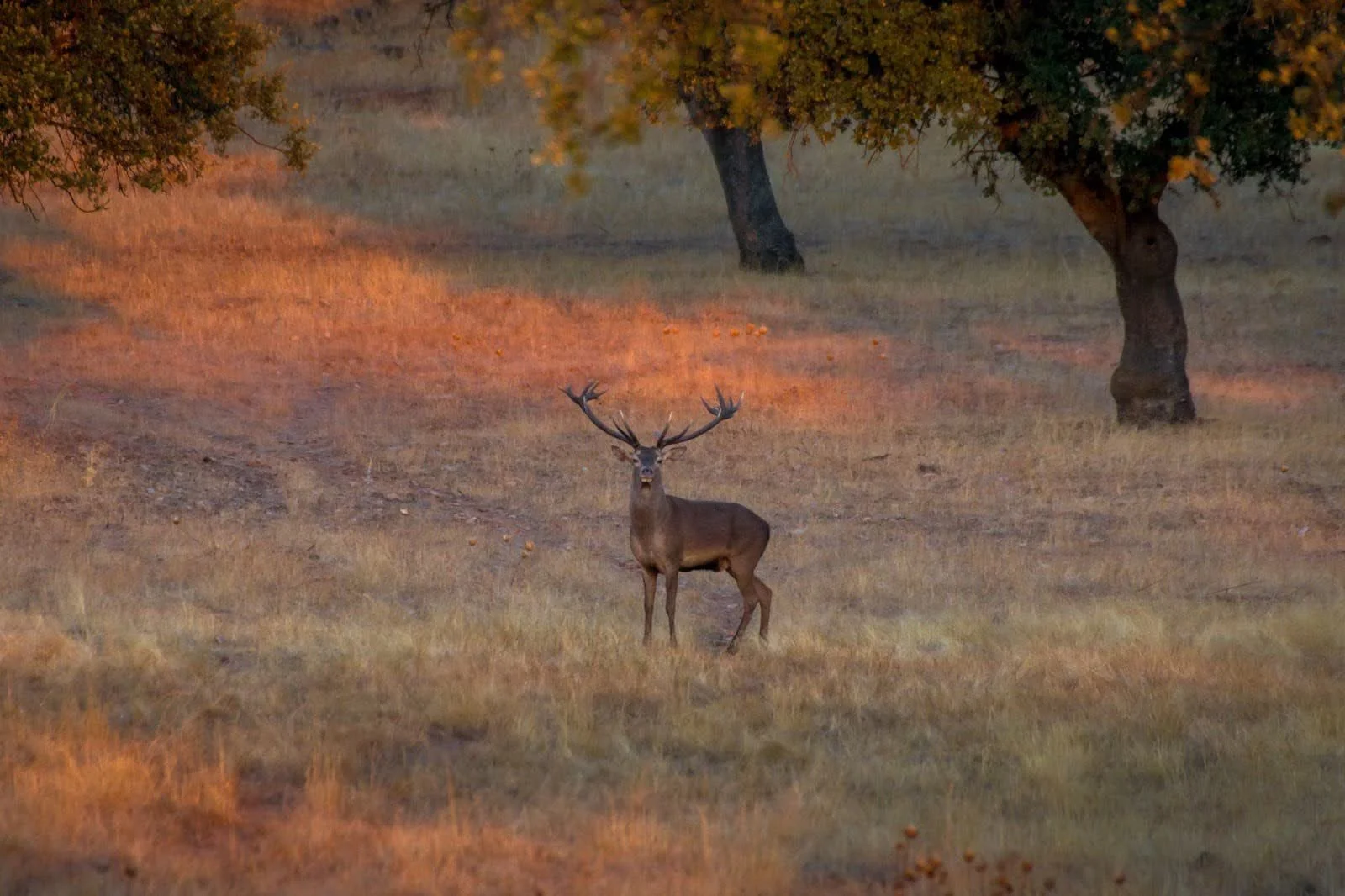 The Power of Protein: How One Deer Can Feed Hundreds of Children