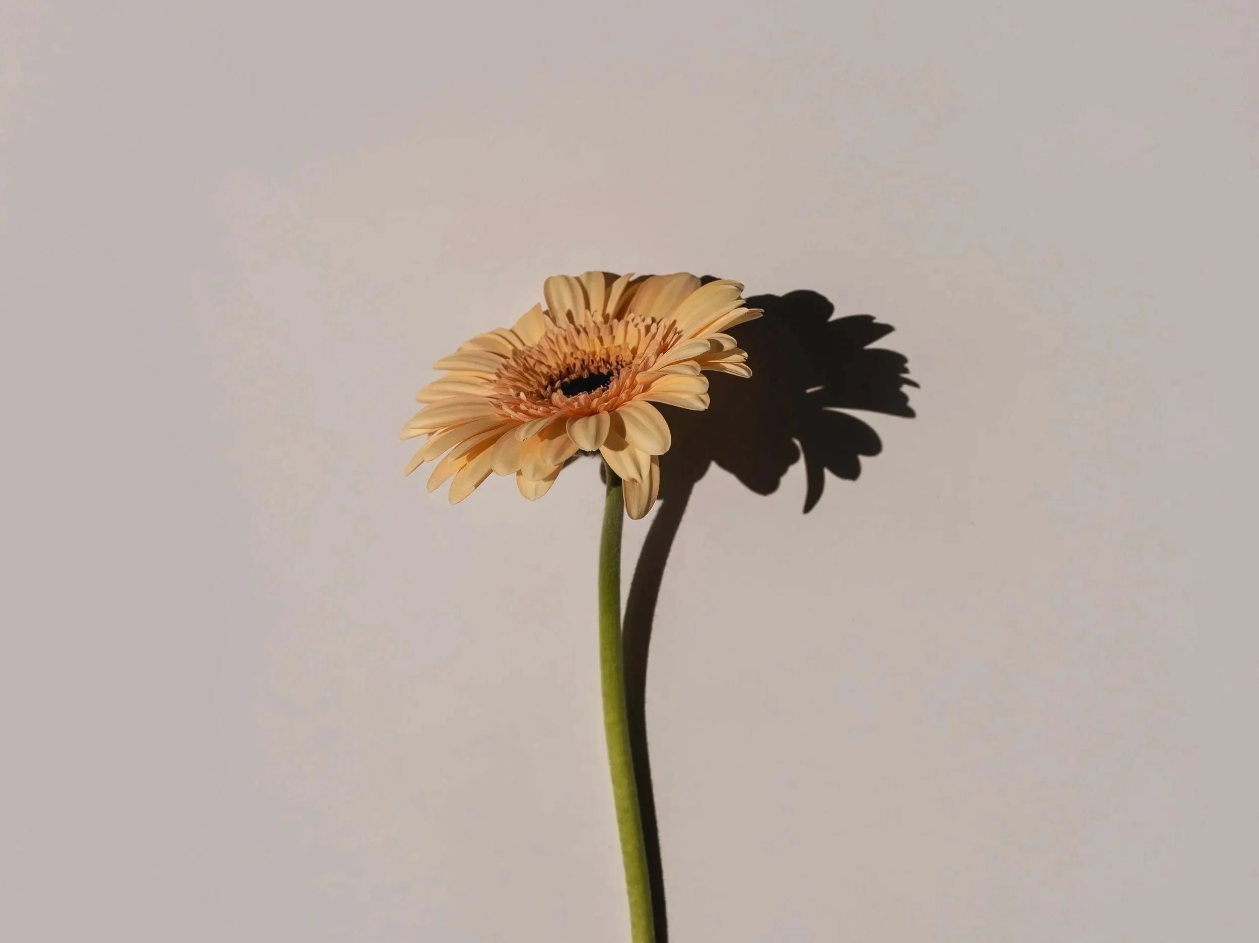 Eine einzelne hellgelbe Blüte mit grünem Stiel wirft einen dunklen Schatten an die beige-rosa Wand im Hintergrund