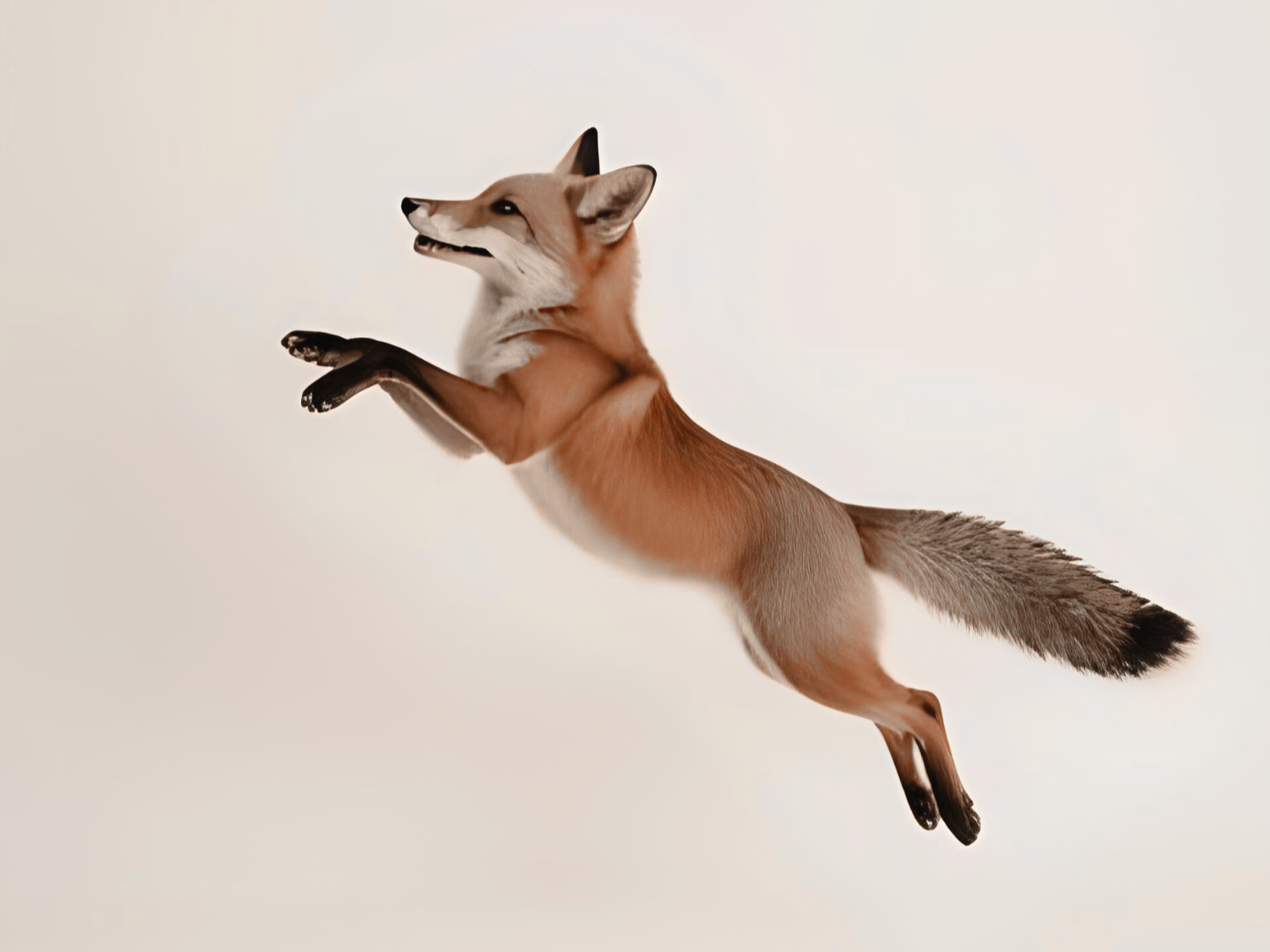 Ein Fuchs, der fliegt, vor einem weißen Hintergrund.