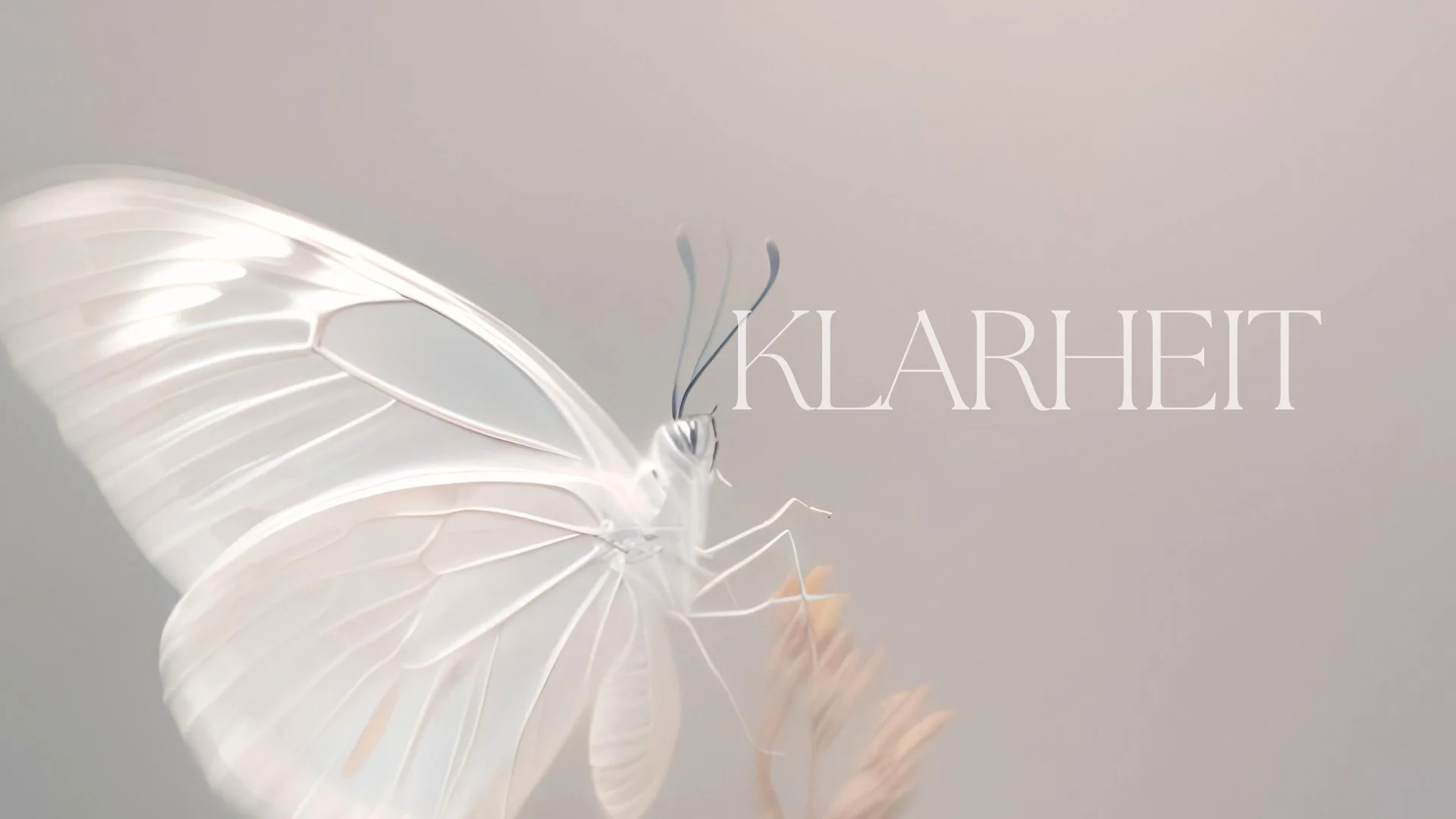weiß-transparenter Schmetterling im moxi.tude-Stol
