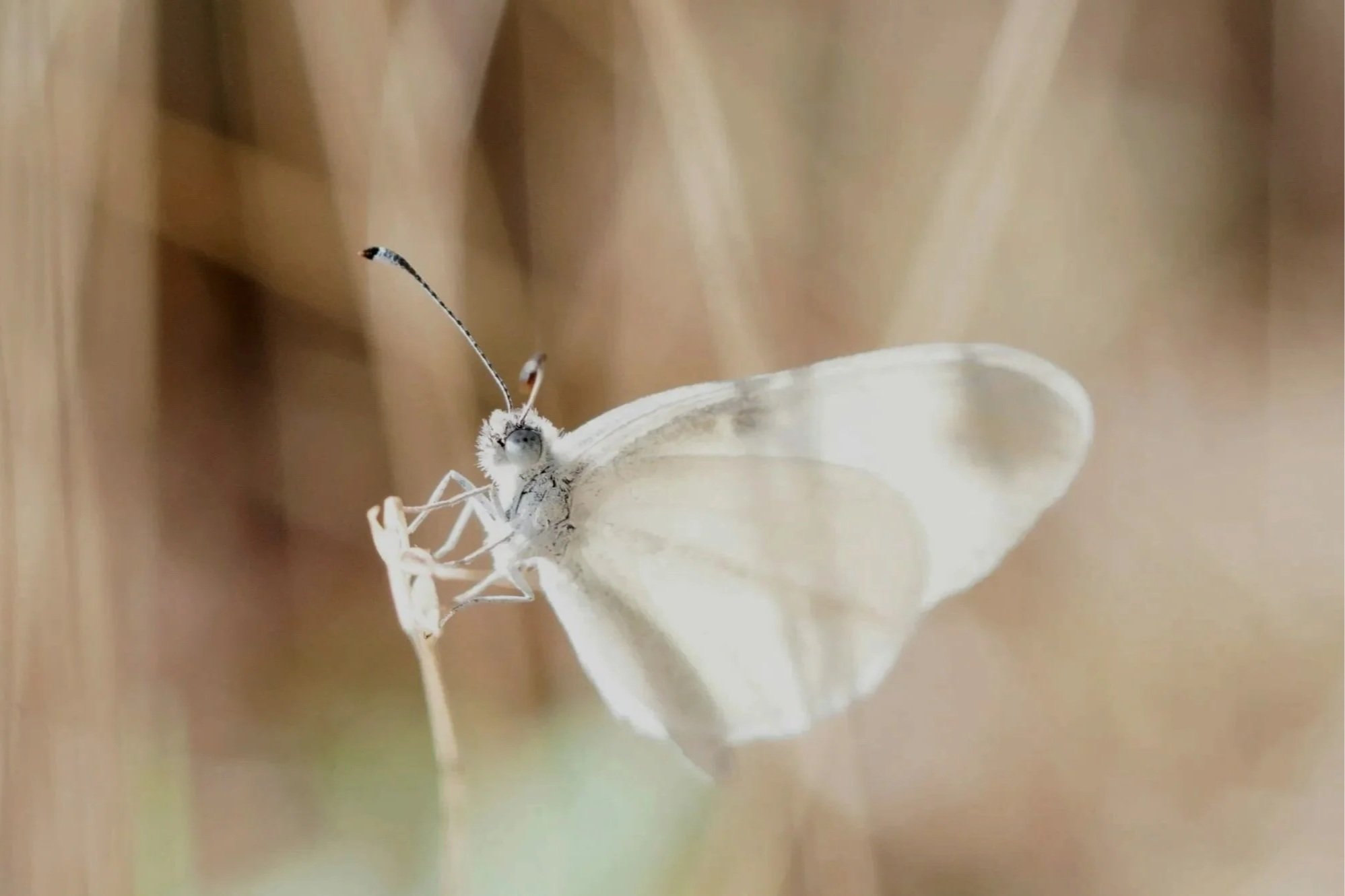 Eine weiße Motte sitzt auf einer weißen Blume, die an einem Ast hängt.
