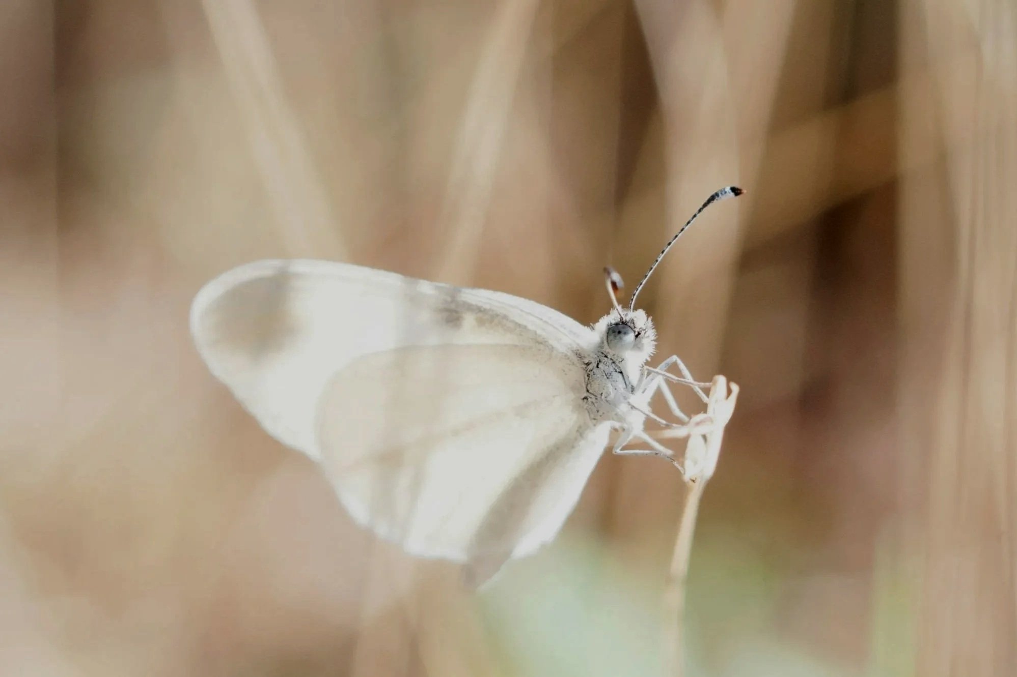 Nahaufnahme eines weißen Schmetterlings auf einem Stängel.