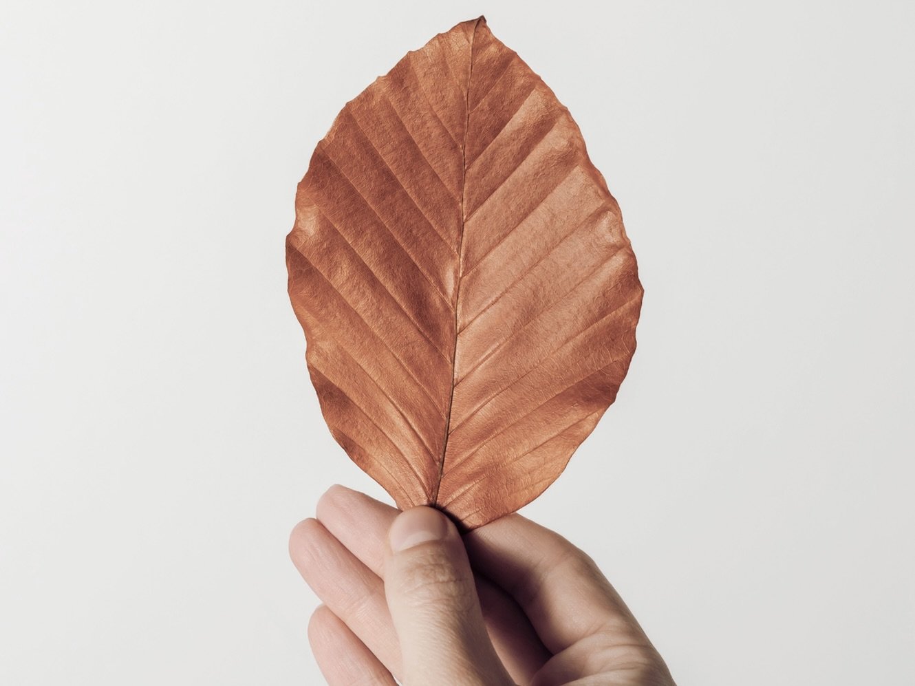 Braunes Buchenblatt wird gehalten von Hand, Foto canva