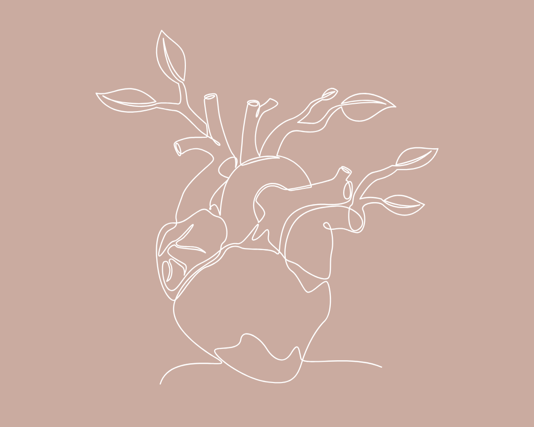 Minimalist line drawing of a human heart with veins and arteries, on a beige background.