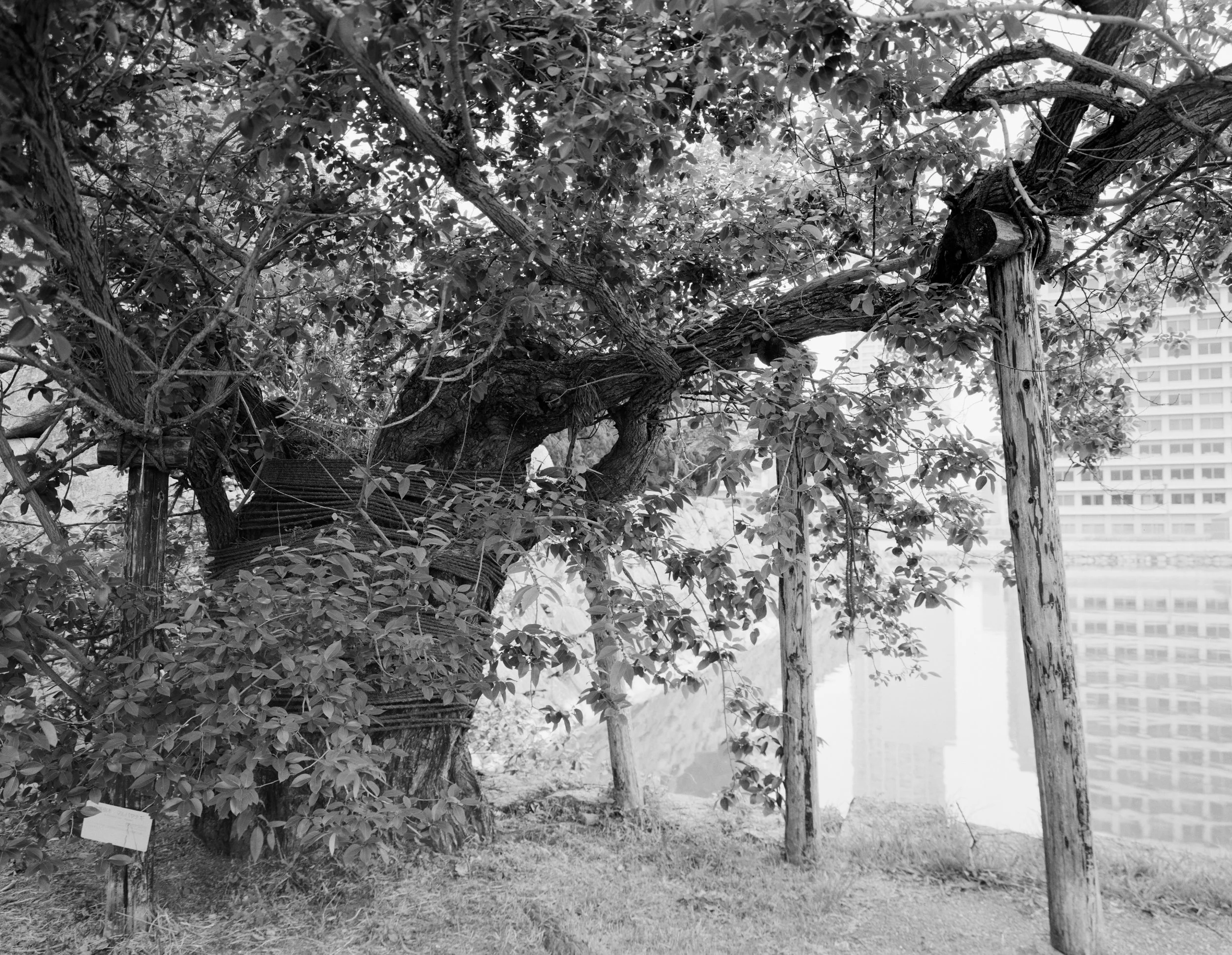 "a-bomb tree" Hiroshima, Japan, 2025