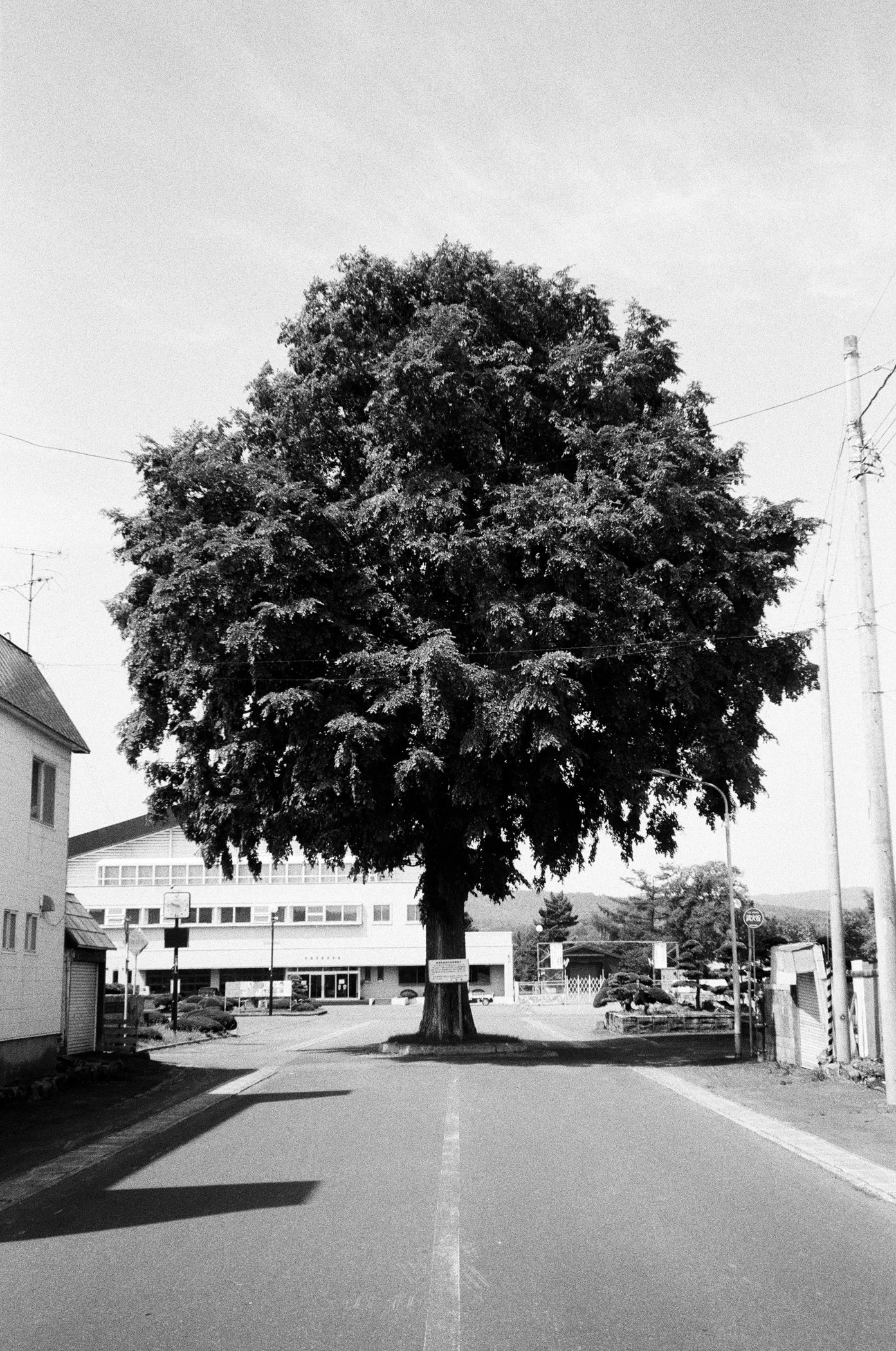 CalvinKGrover_Roots-12.jpg