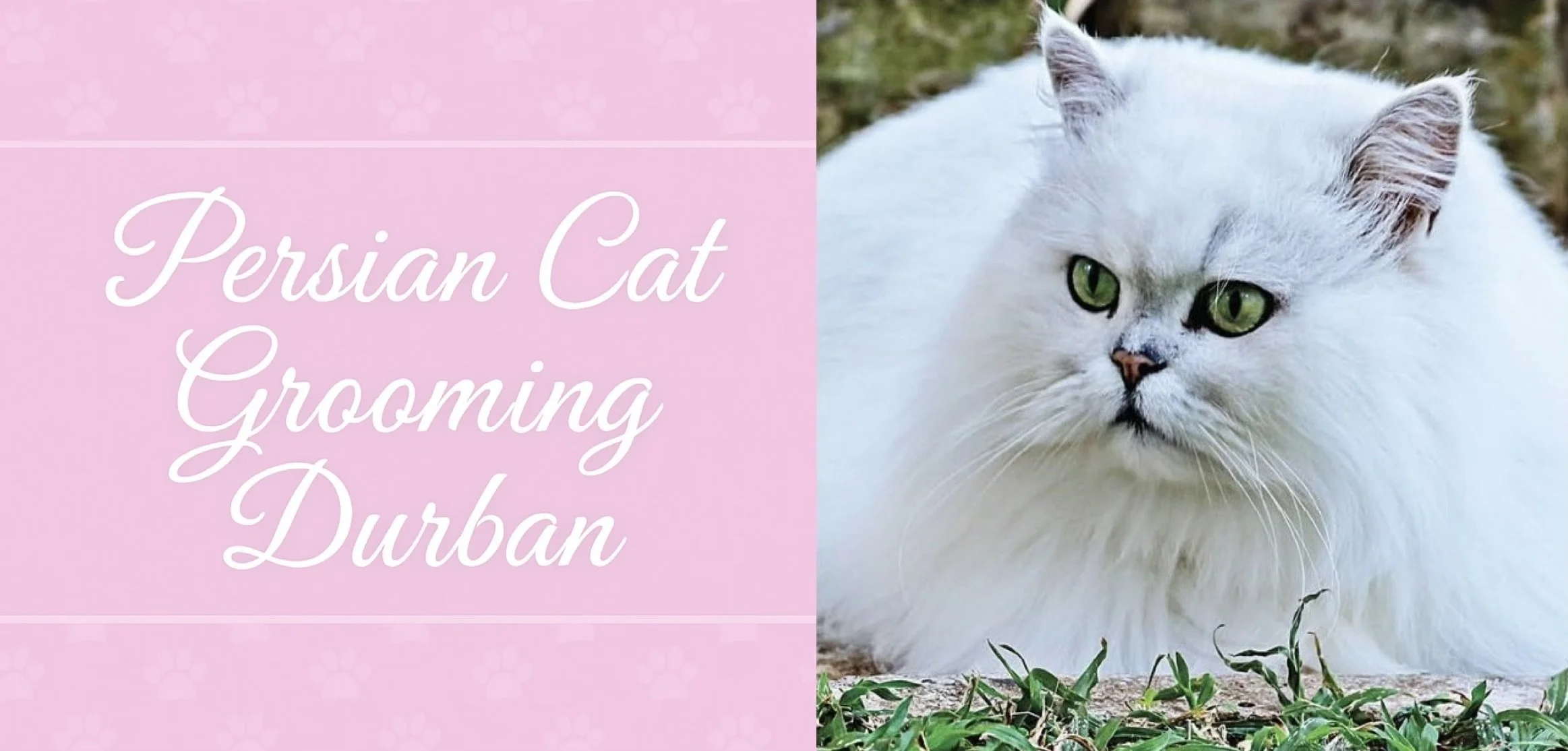 A beautiful white Persian cat with a gorgeous coat at Persian Cat Grooming Durban.