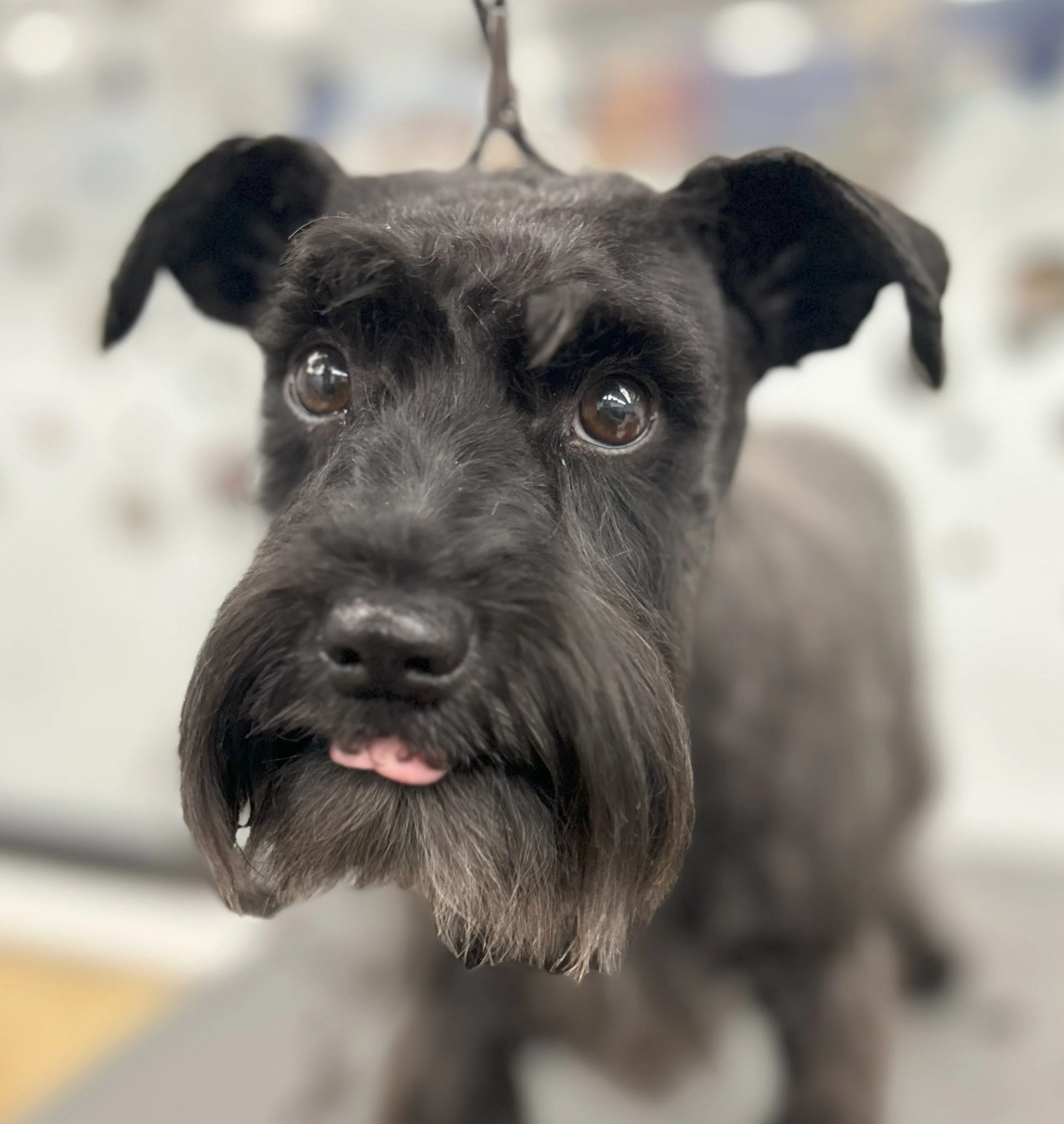Close-up of a black dog with a beard and expressive brown eyes, held by a leash indoors.