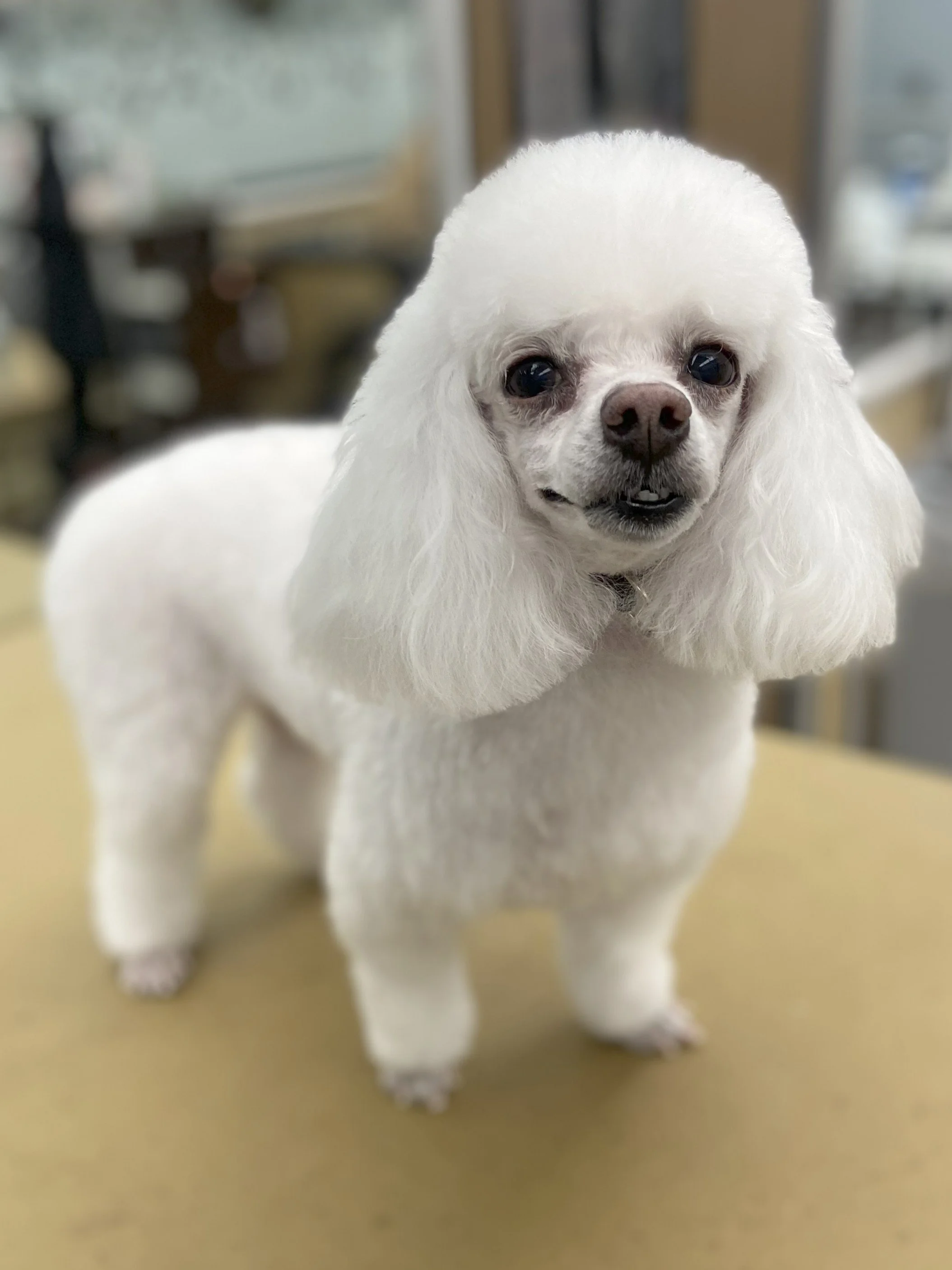 A white fluffy dog, possibly a Cocker Spaniel, standing on a grooming table with a blurred background.