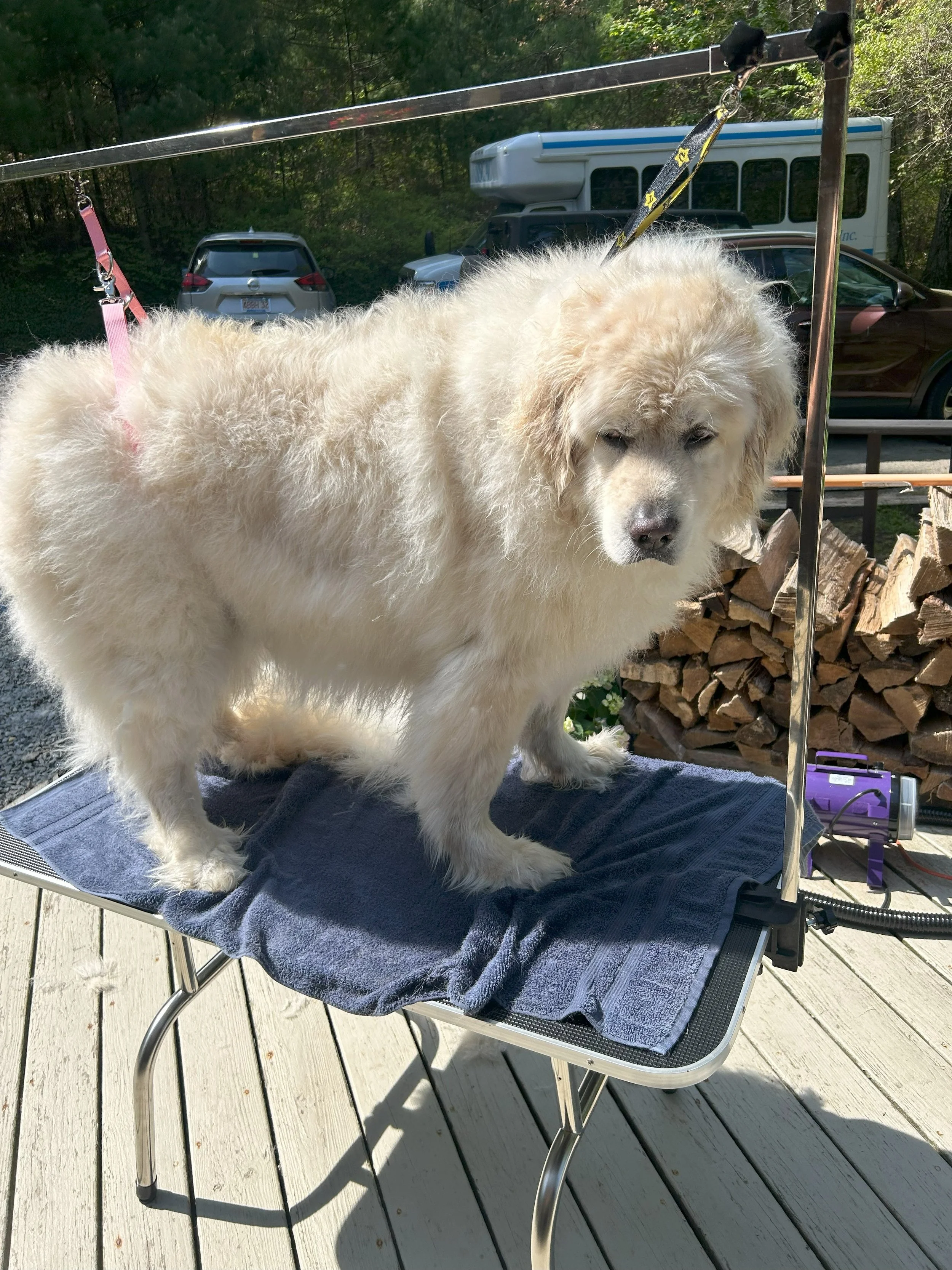 A fluffy, light-colored dog standing on a grooming table outdoors, with grooming tools and firewood in the background under a sunny sky.