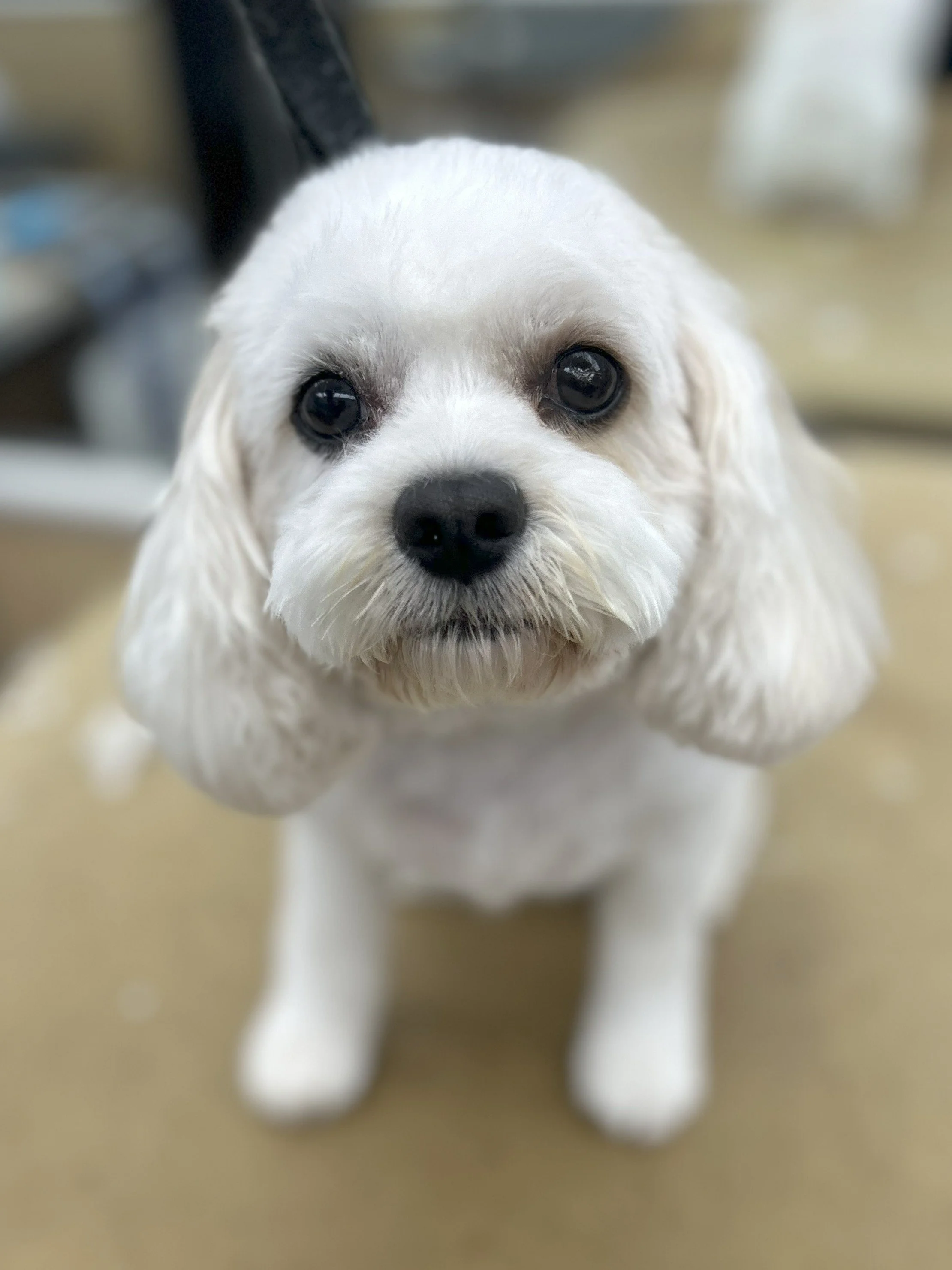 Close-up of a white dog with floppy ears and dark eyes, indoors on a beige floor.