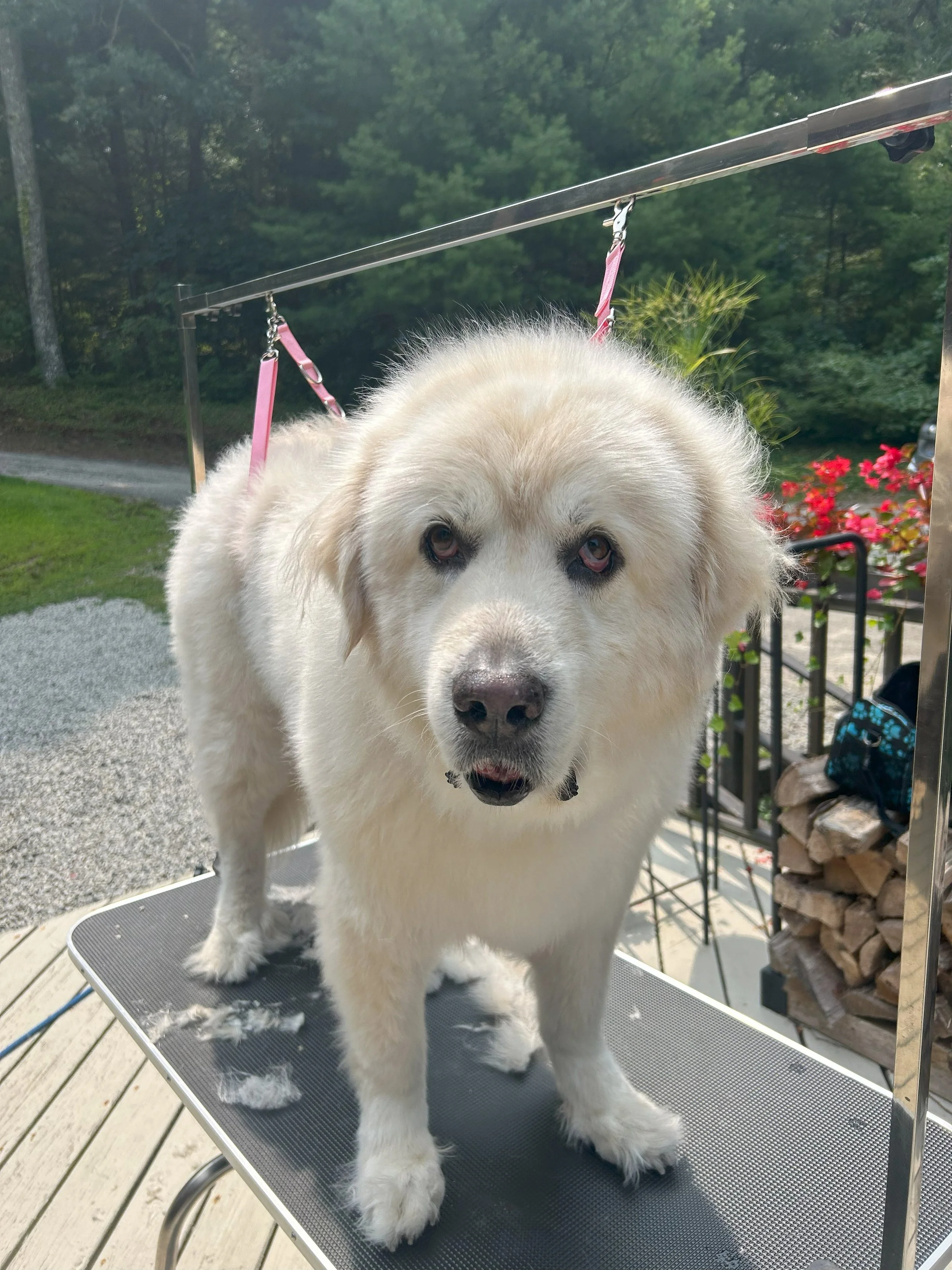 A large white dog with light brown eyes stands on a grooming table outdoors, facing the camera, with some fur pulled out and scattered on the table.