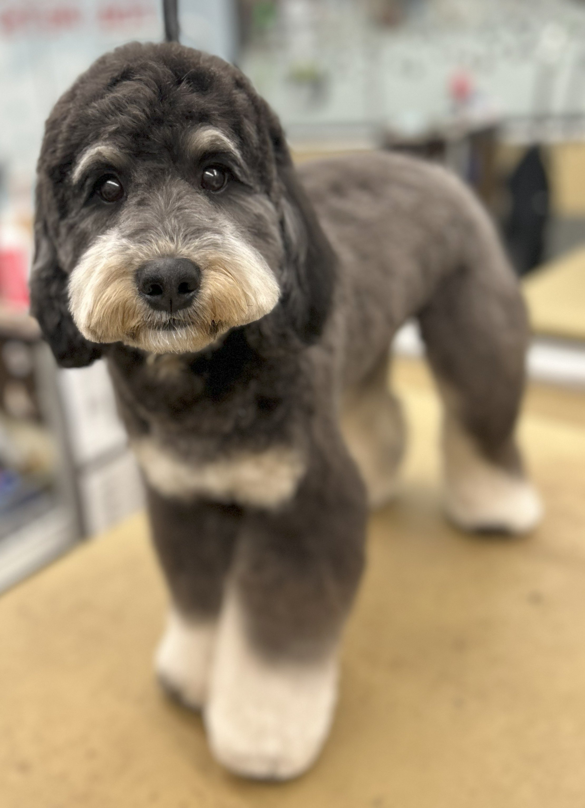 A cute, young, multi-colored dog with black, gray, white, and tan fur standing indoors on a beige floor, looking directly at the camera.