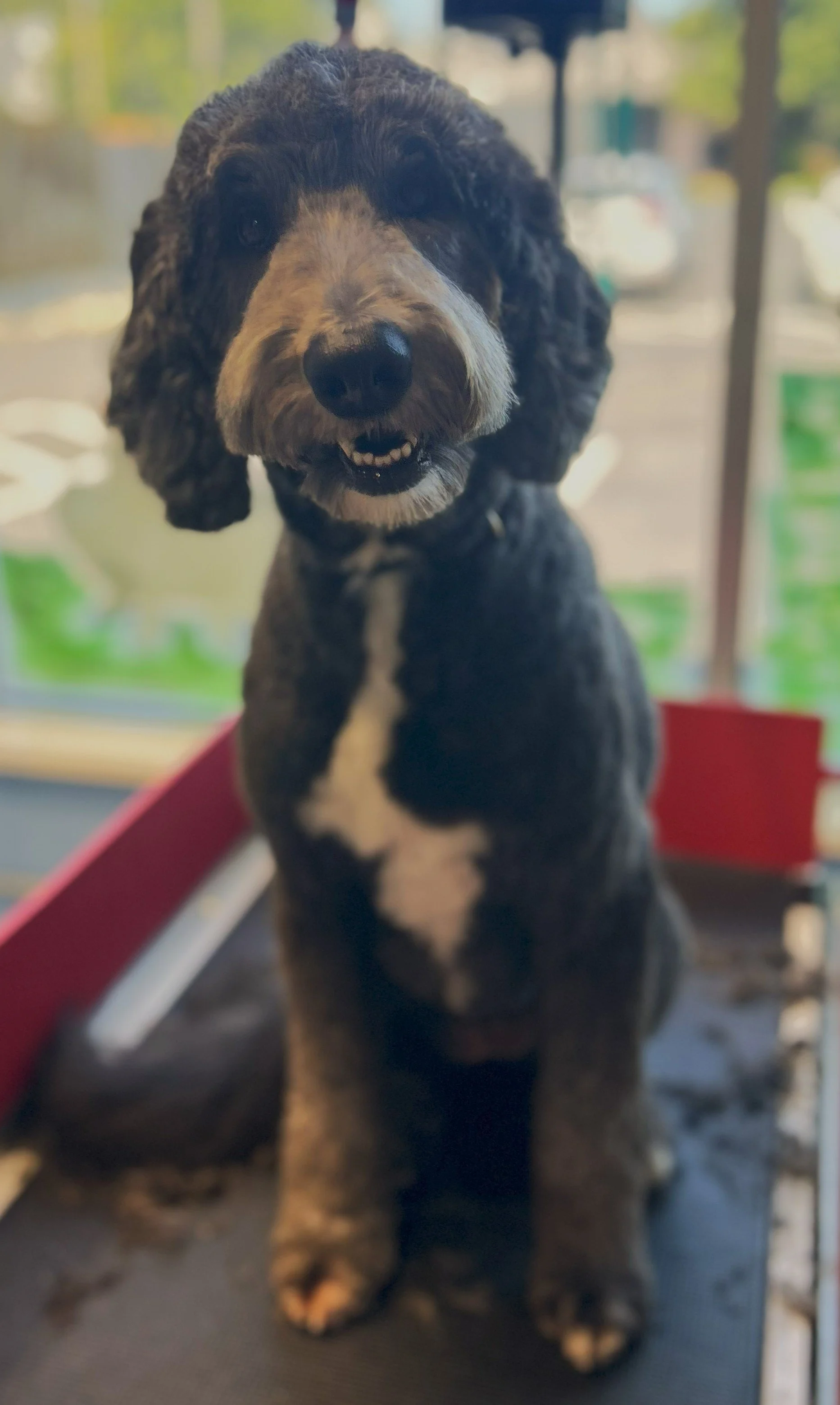A large black puppy with floppy ears and a white patch on its chest is sitting on a surface inside a room, with a blurred background of windows and outdoor scenery.