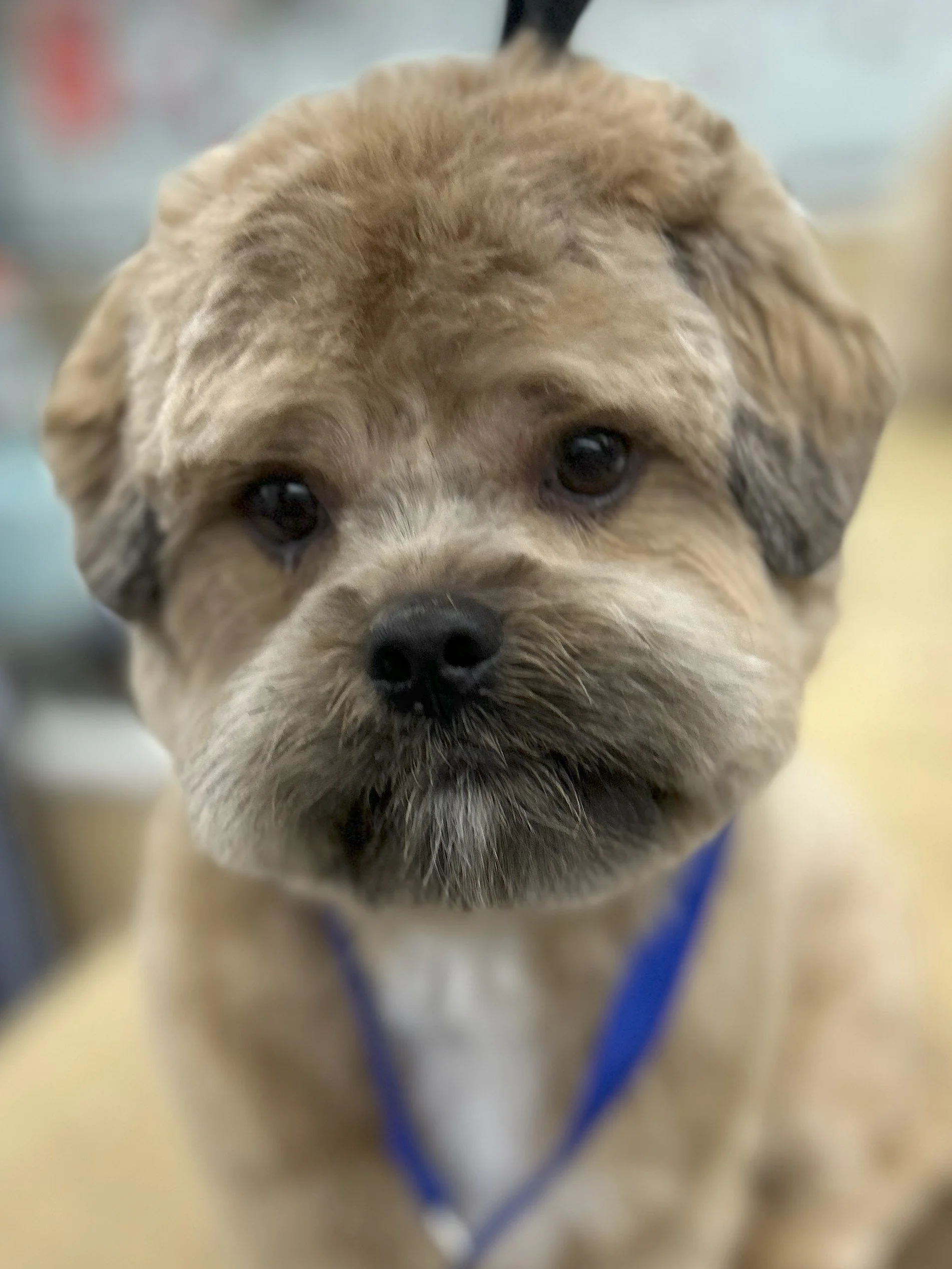 Close-up of a small, fluffy, tan puppy with dark eyes and a black nose, wearing a blue collar.