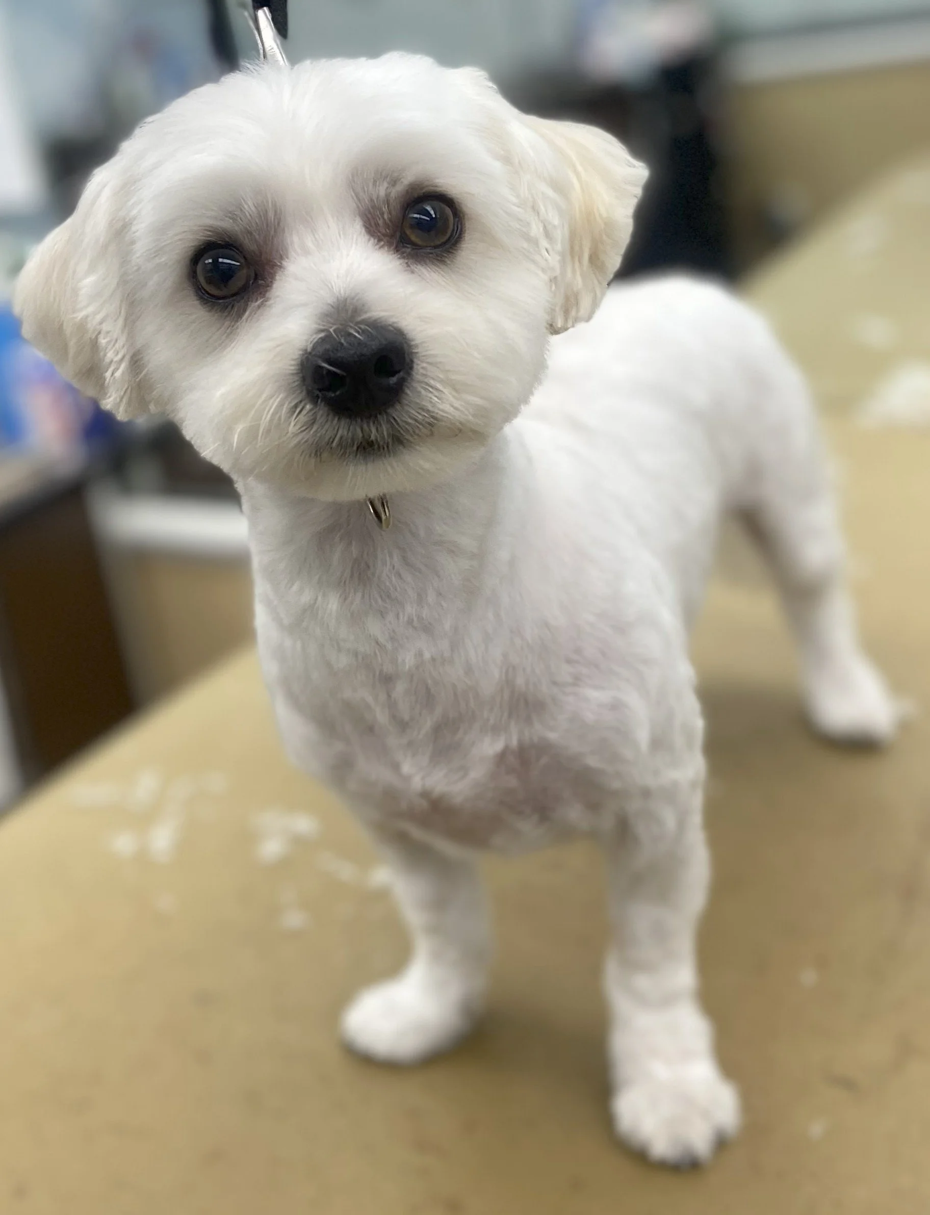 A small white dog with a slightly curly coat, looking directly at the camera with dark eyes, standing on a grooming table in a pet grooming salon.