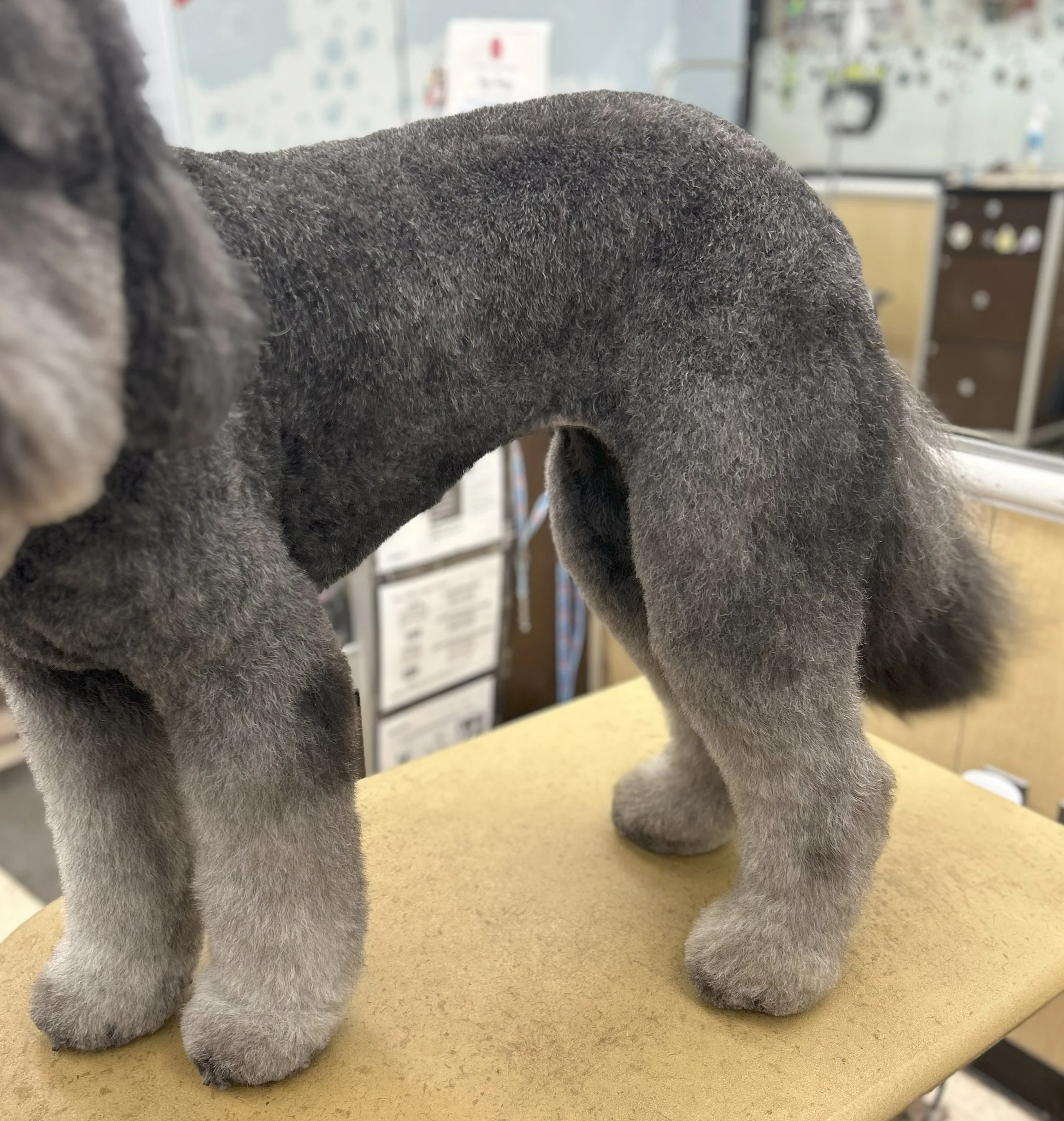 Close-up of a gray plush toy dog on a yellow surface, with a blurred background of a room with cabinets and papers.