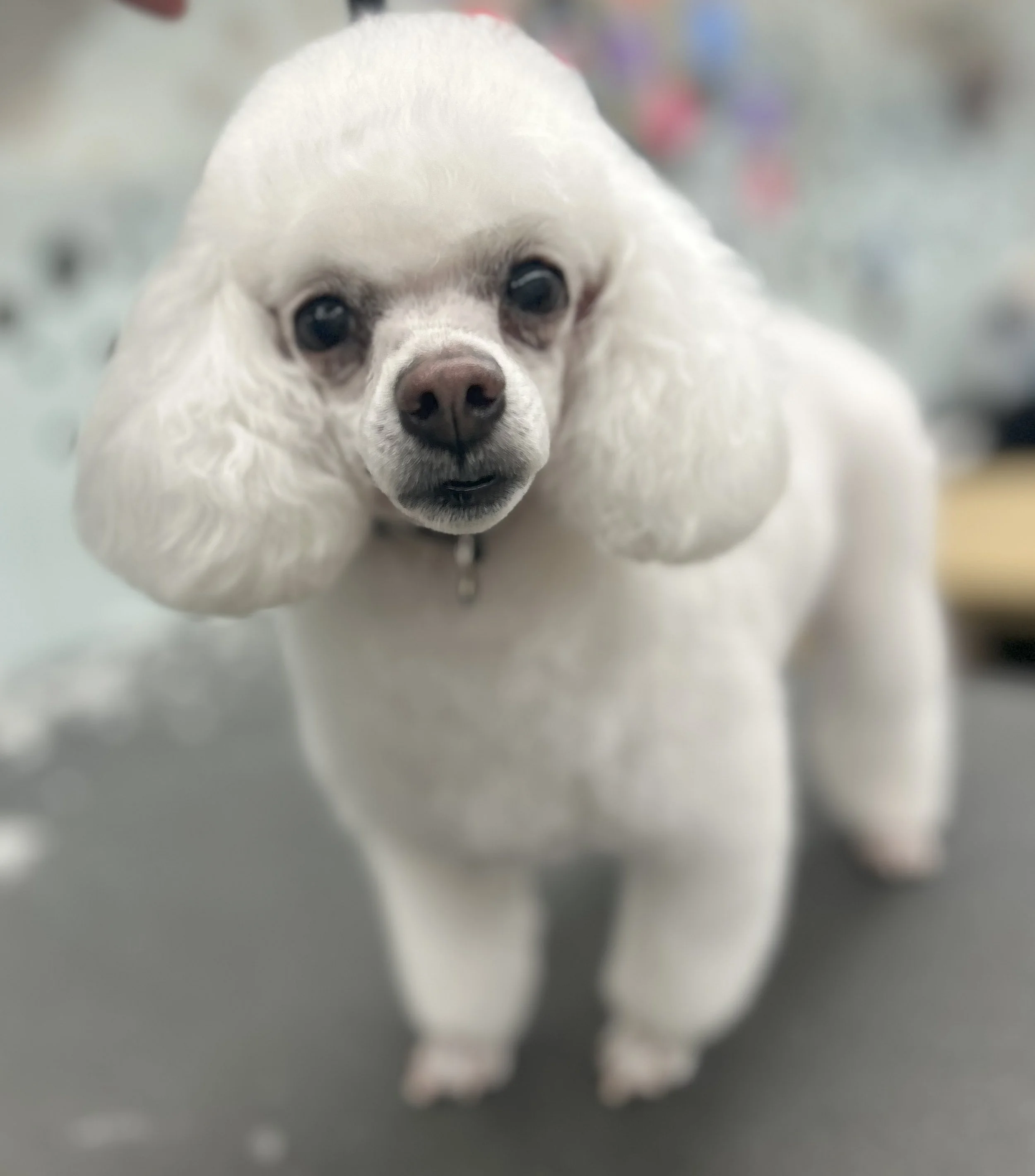 Close-up of a small white dog with long floppy ears, possibly a Cocker Spaniel, looking at the camera with a slightly tilted head on a gray surface with a blurred background.