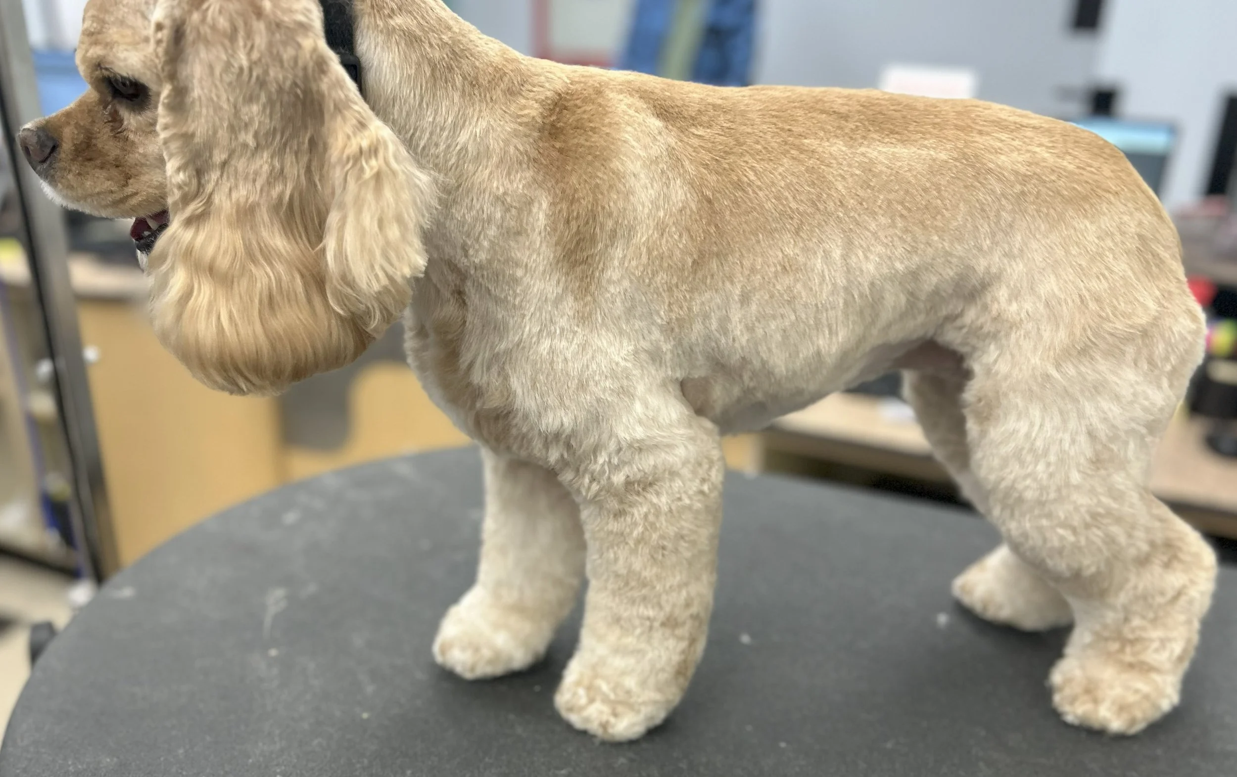 A life-like stuffed dog with long floppy ears, a tan/cream coat, and a fluffy tail, standing on a black grooming table in an indoor setting.